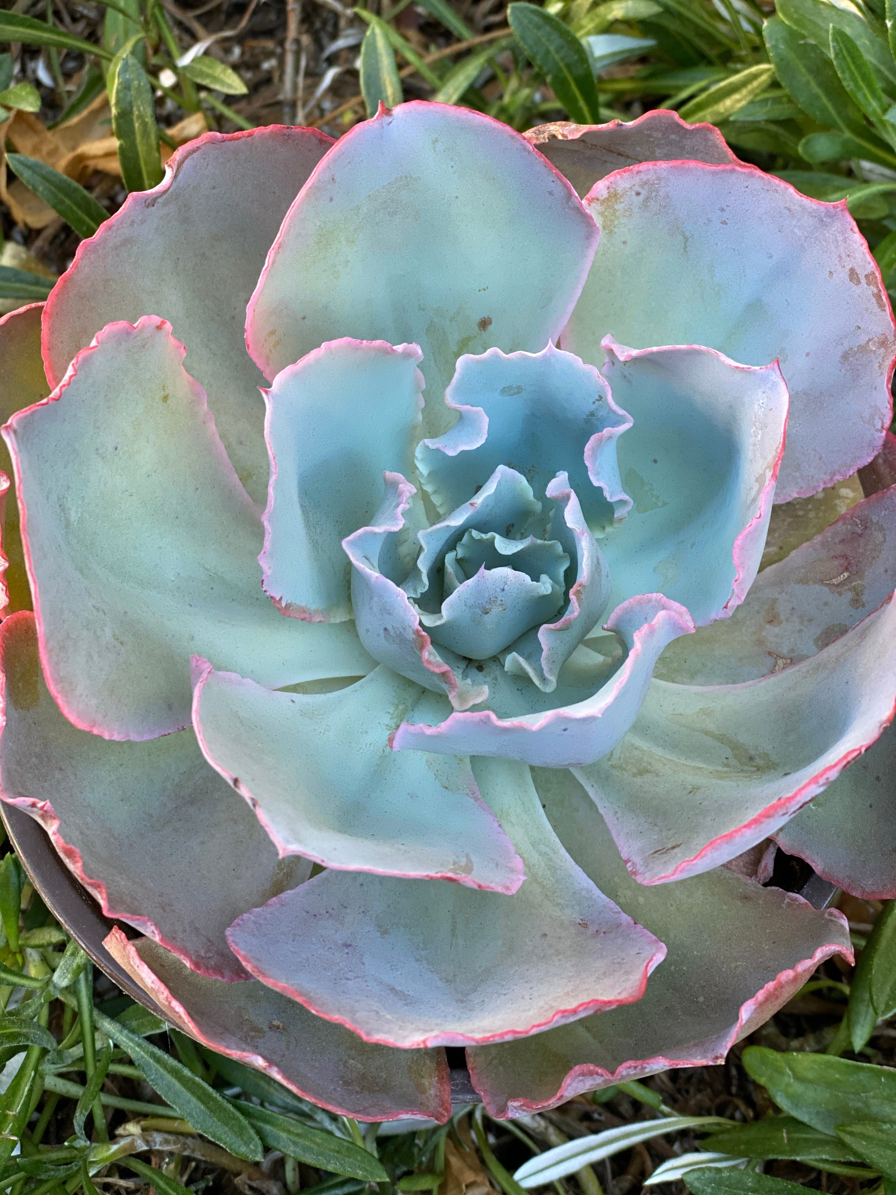 Echeveria Sahara (Patent #USPP27514P3) - Image 4