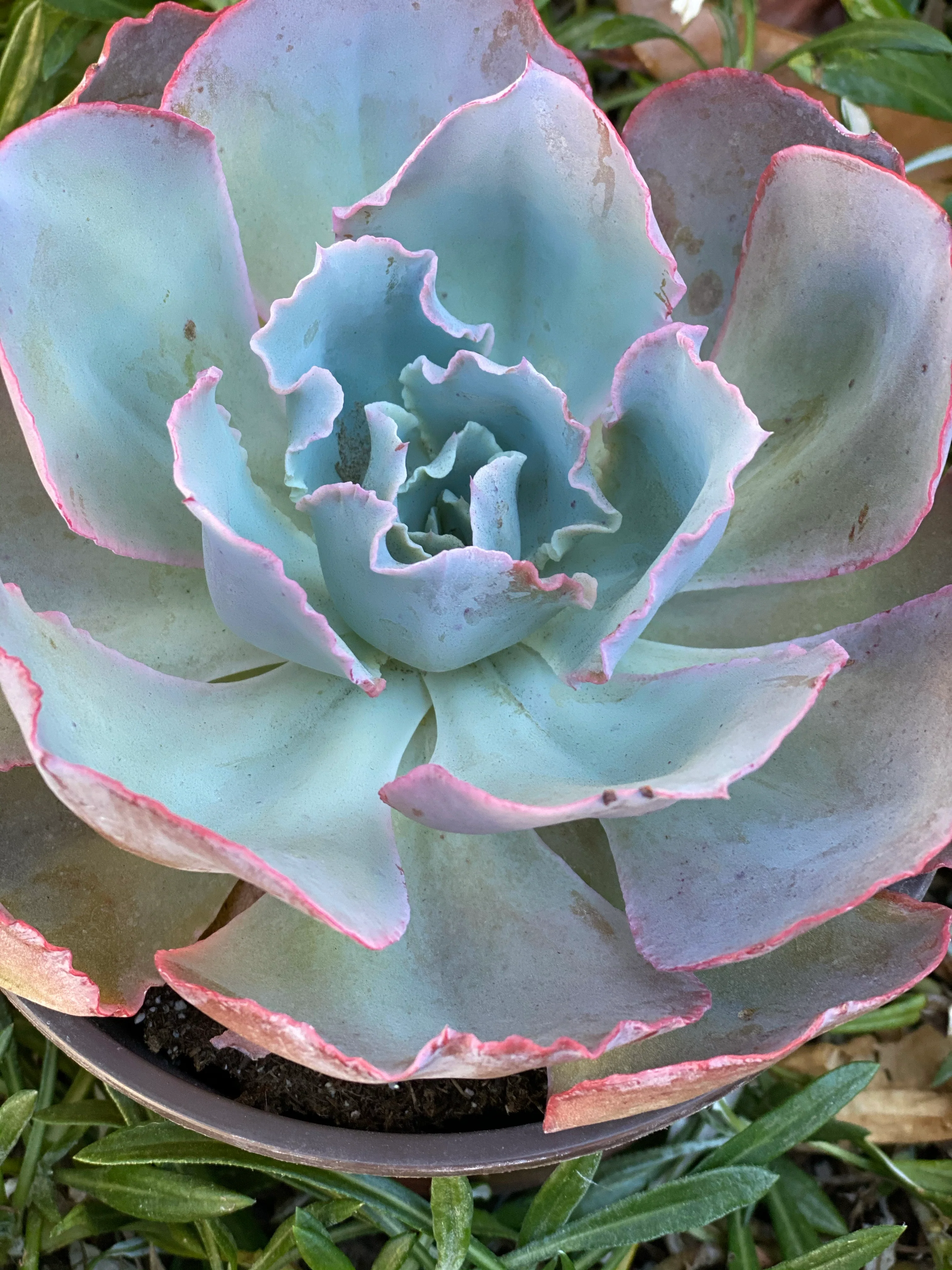 Echeveria Sahara (Patent #USPP27514P3) - Image 5