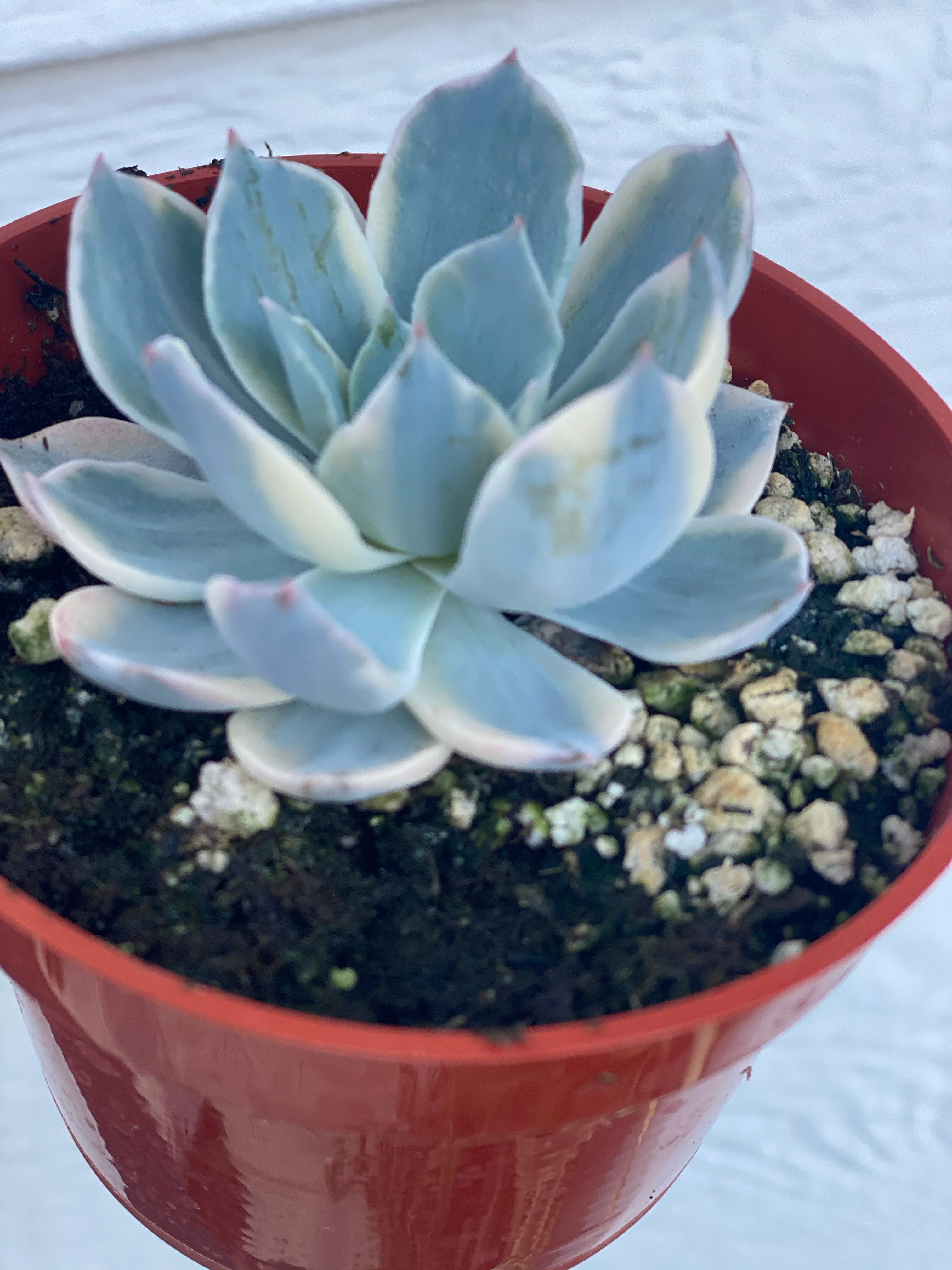 Echeveria Variegated Subsessilis - Image 3