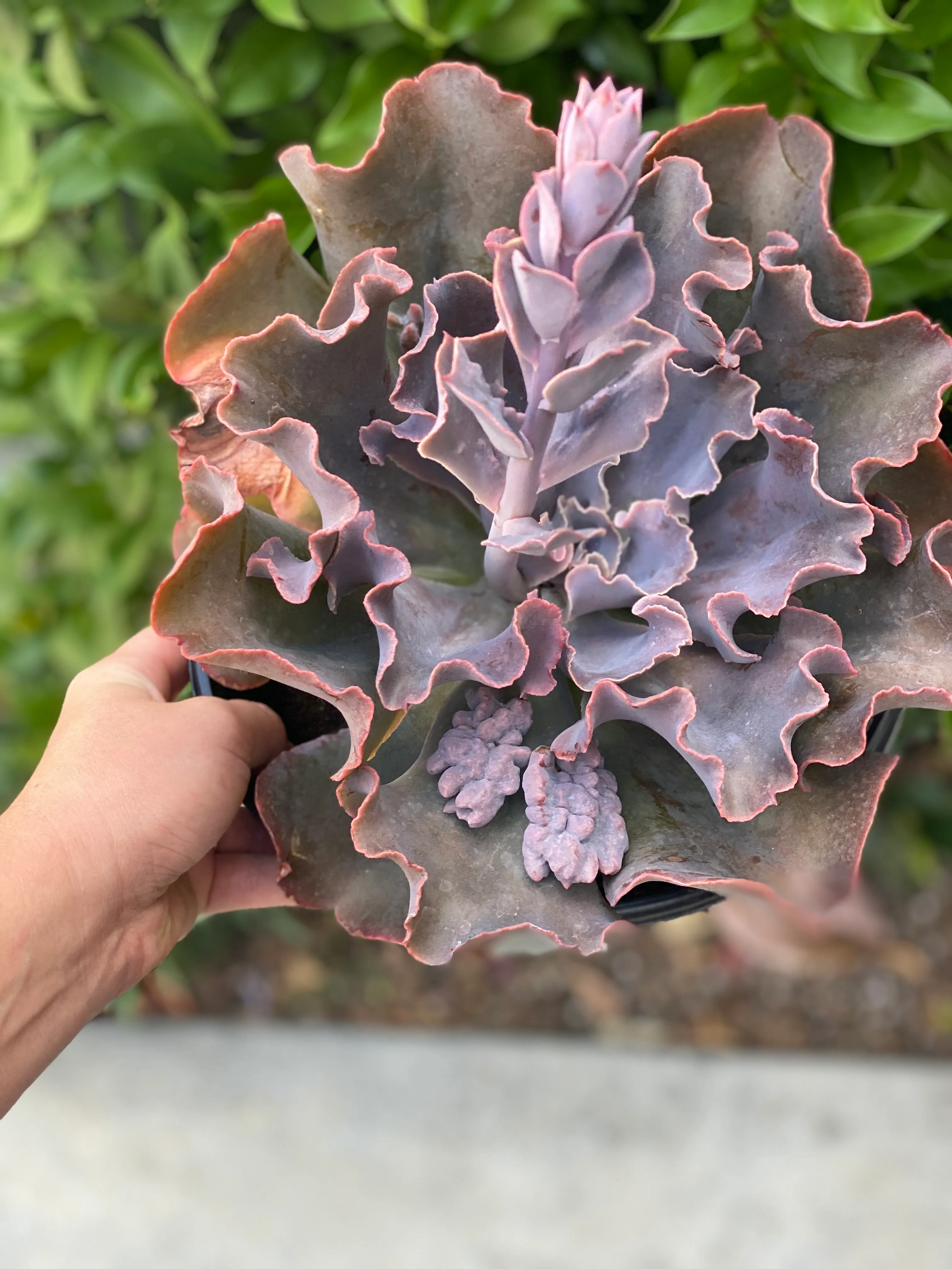Echeveria Violacina - Image 3