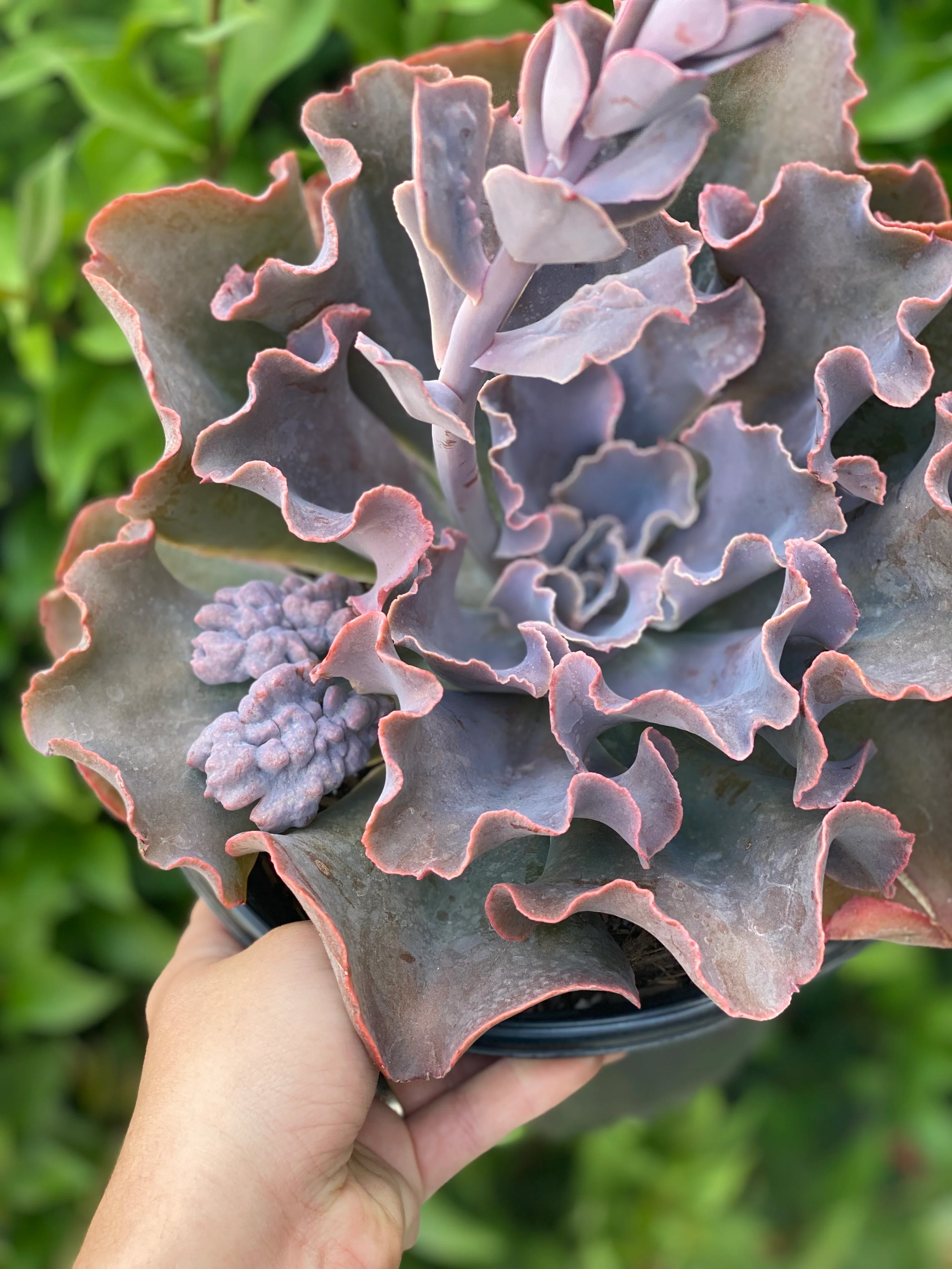 Echeveria Violacina - Image 4