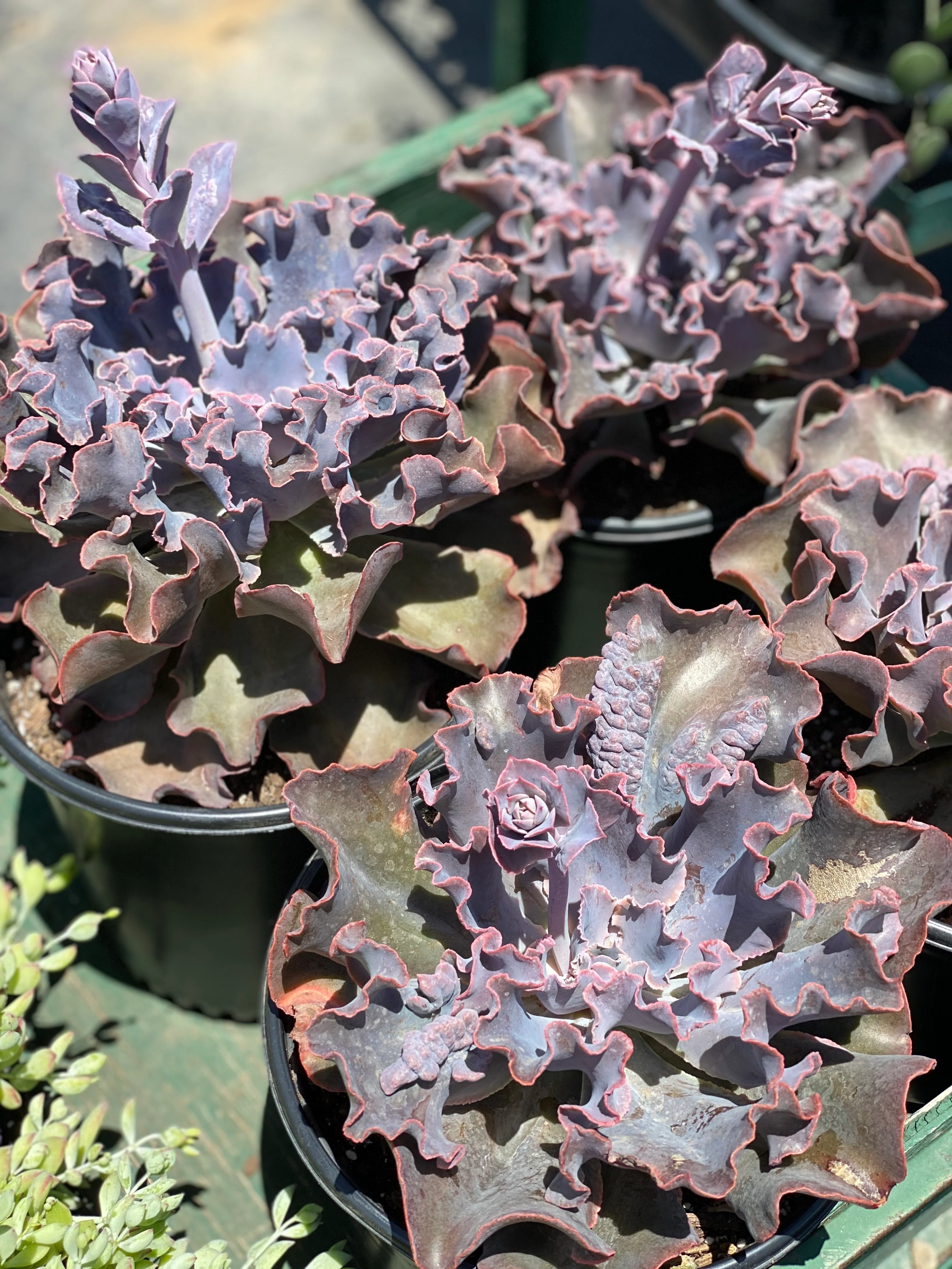 Echeveria Violacina - Image 5