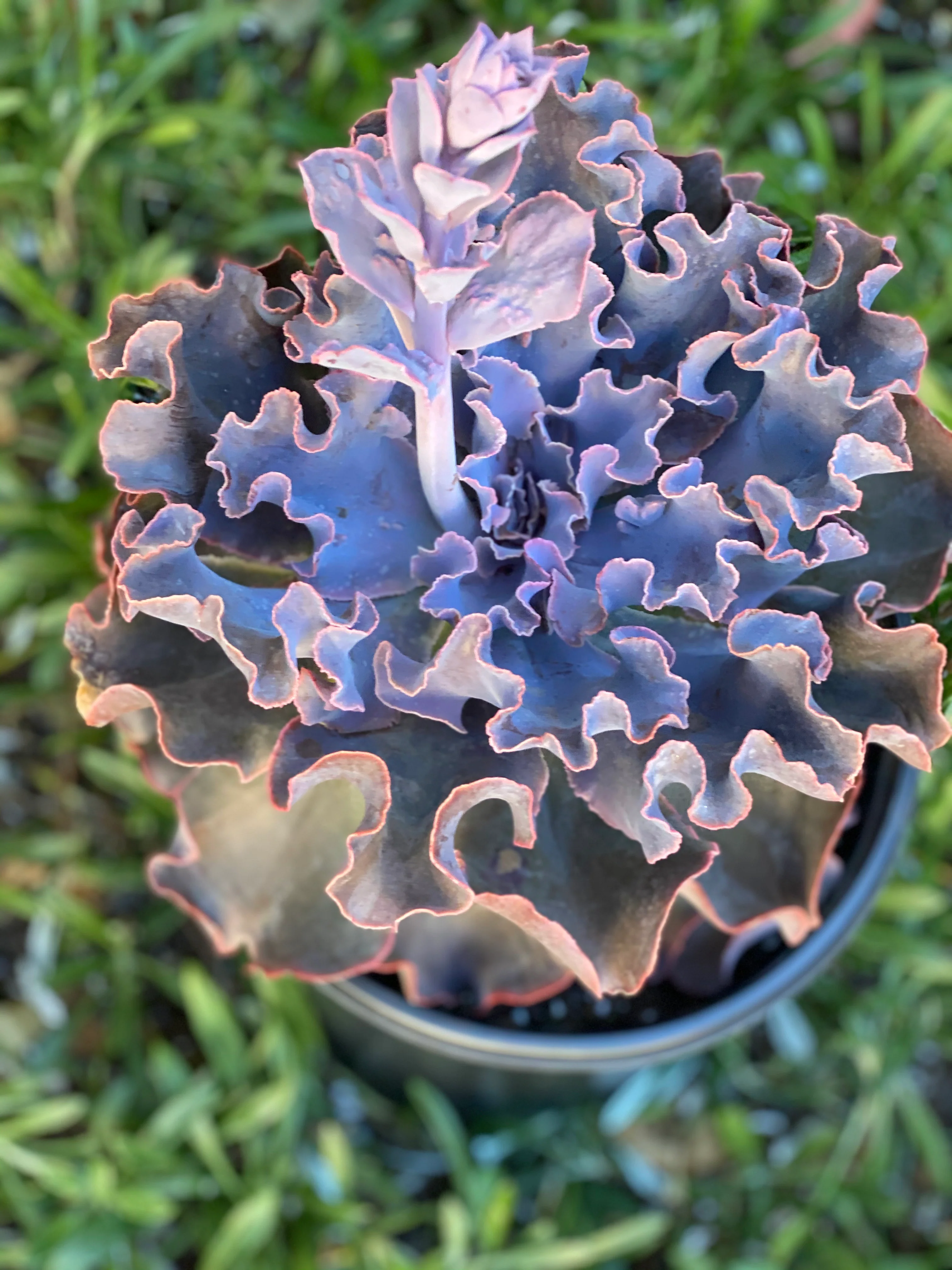 Echeveria Violacina - Image 6