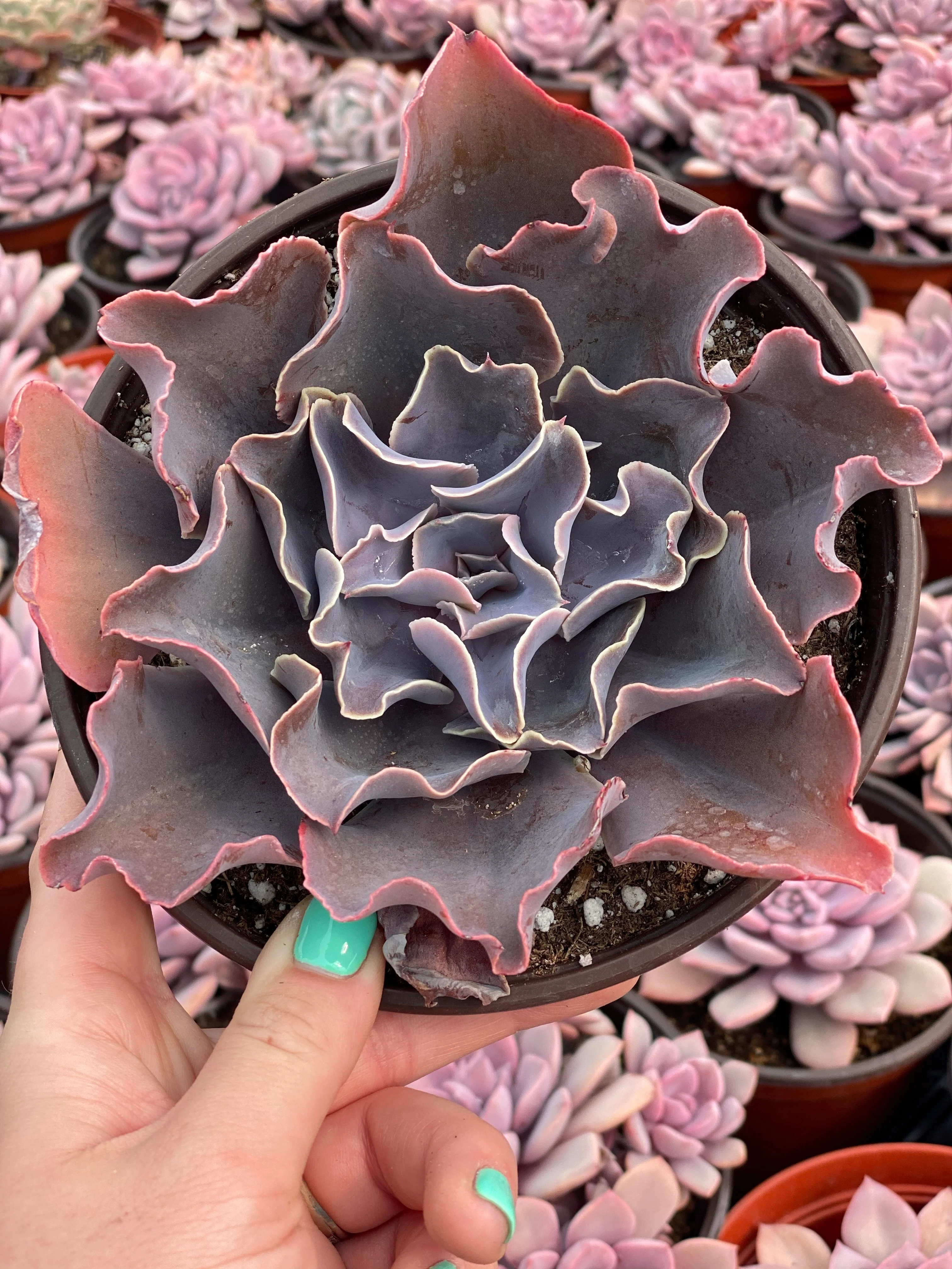 Echeveria Violacina - Image 7