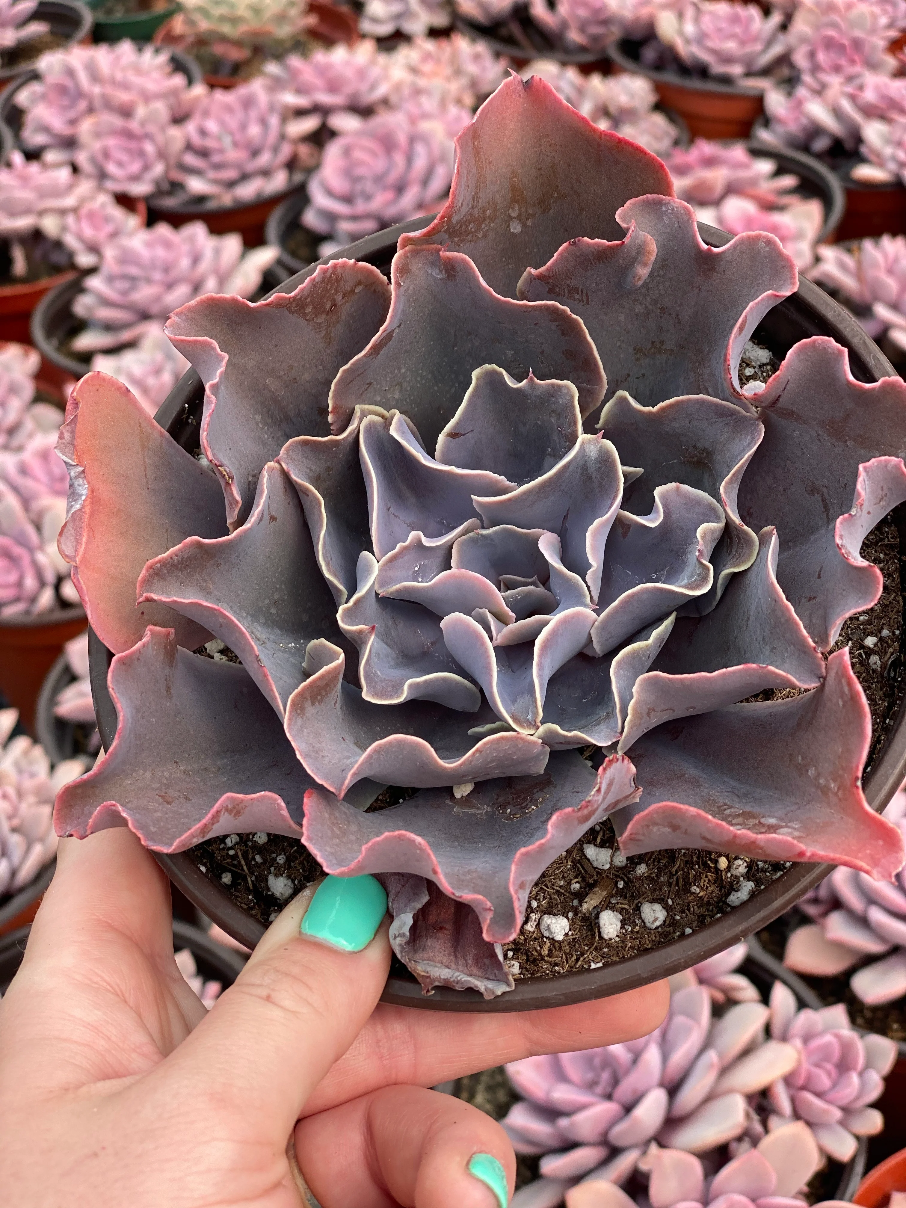 Echeveria Violacina - Image 8