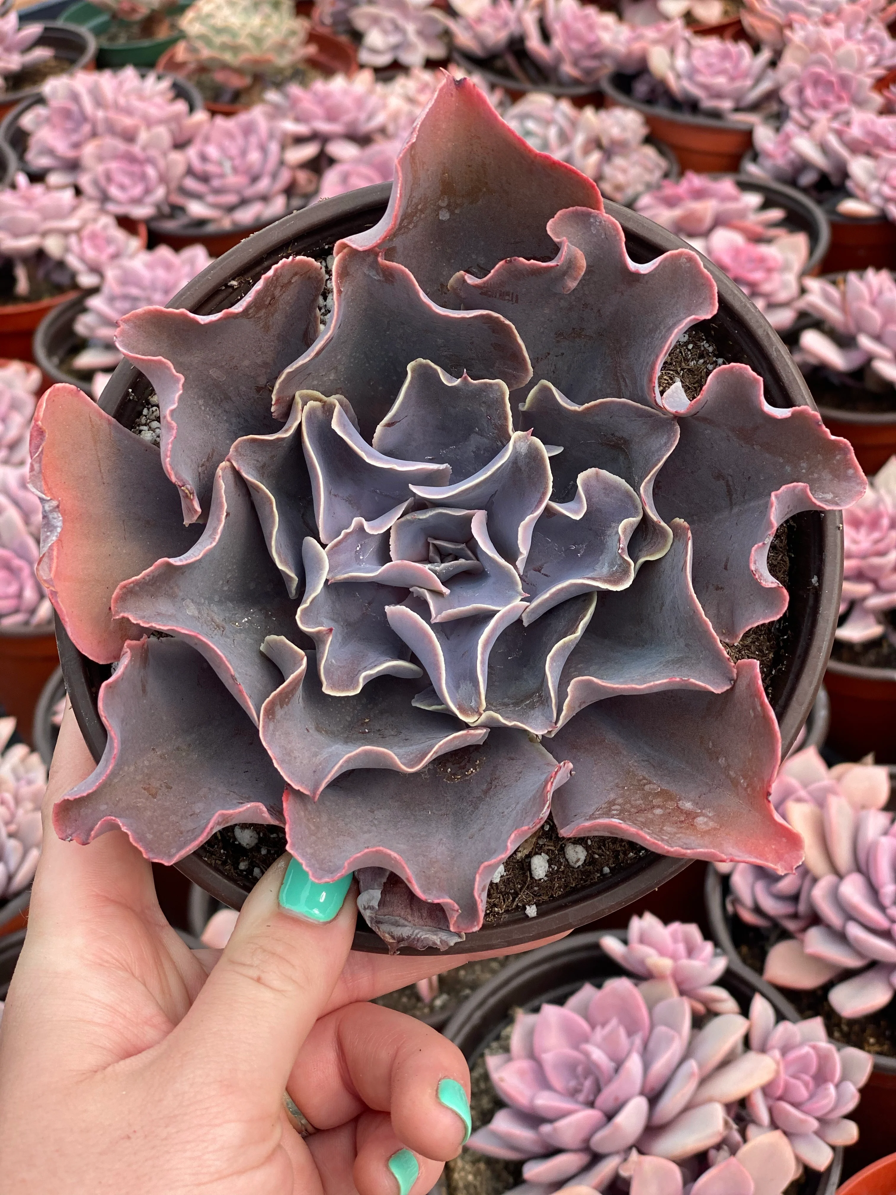 Echeveria Violacina - Image 9