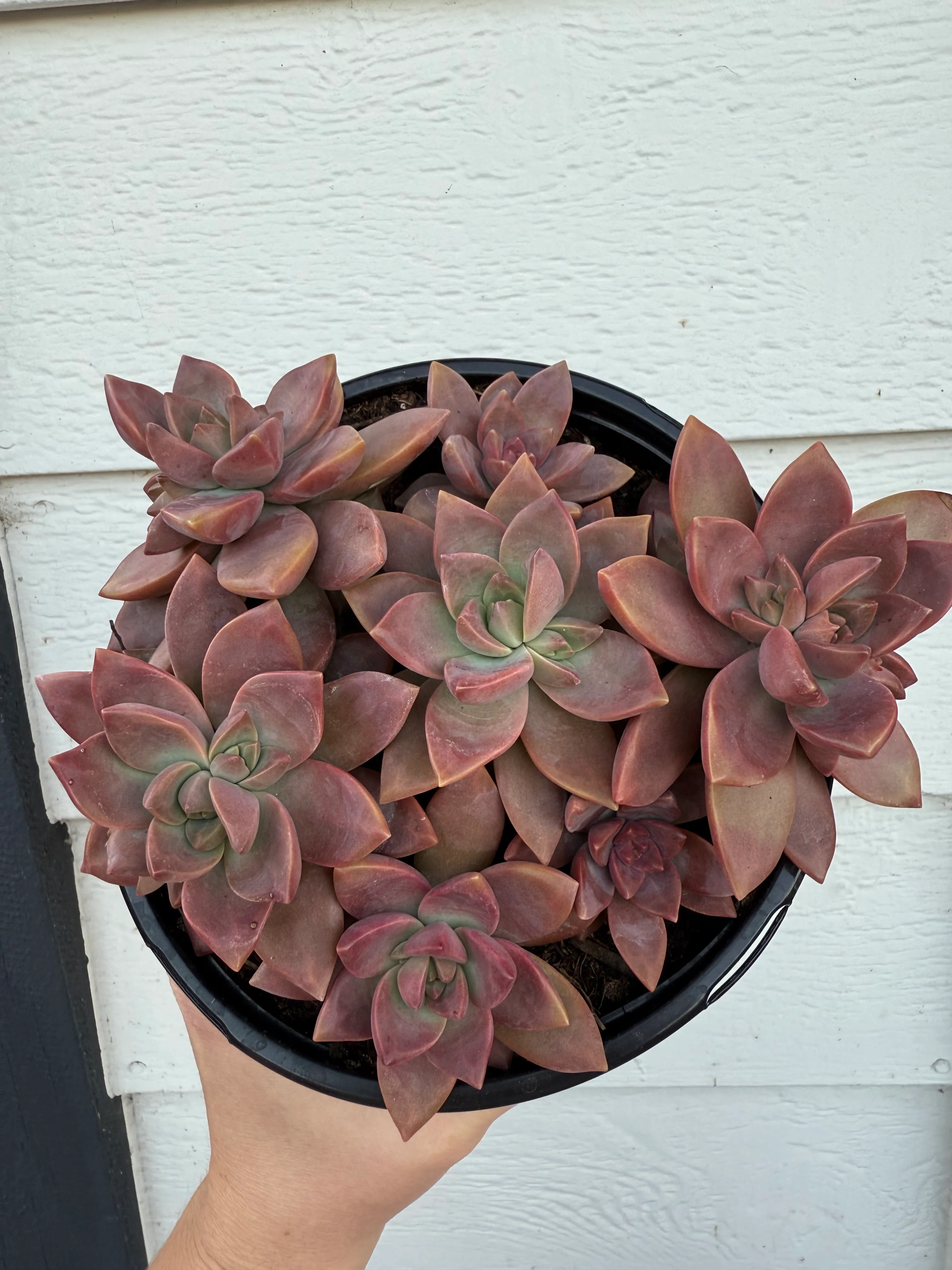 Graptosedum California Sunset Hybrid (Thick Leaves) - Image 3