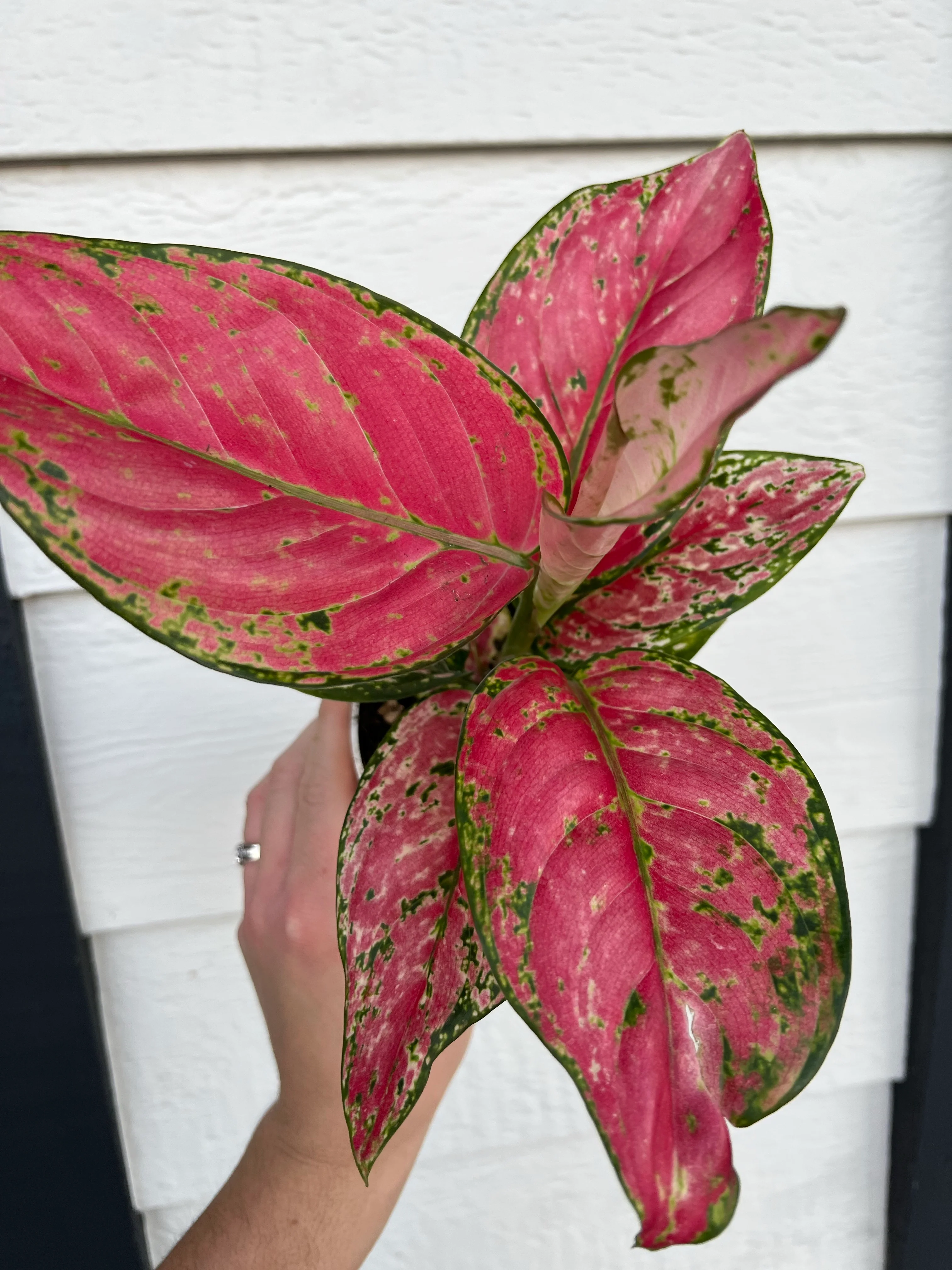 Hot Pink Hybrid of 'Pink Lady Valentine' Chinese Evergreen Aglaonema - Image 3