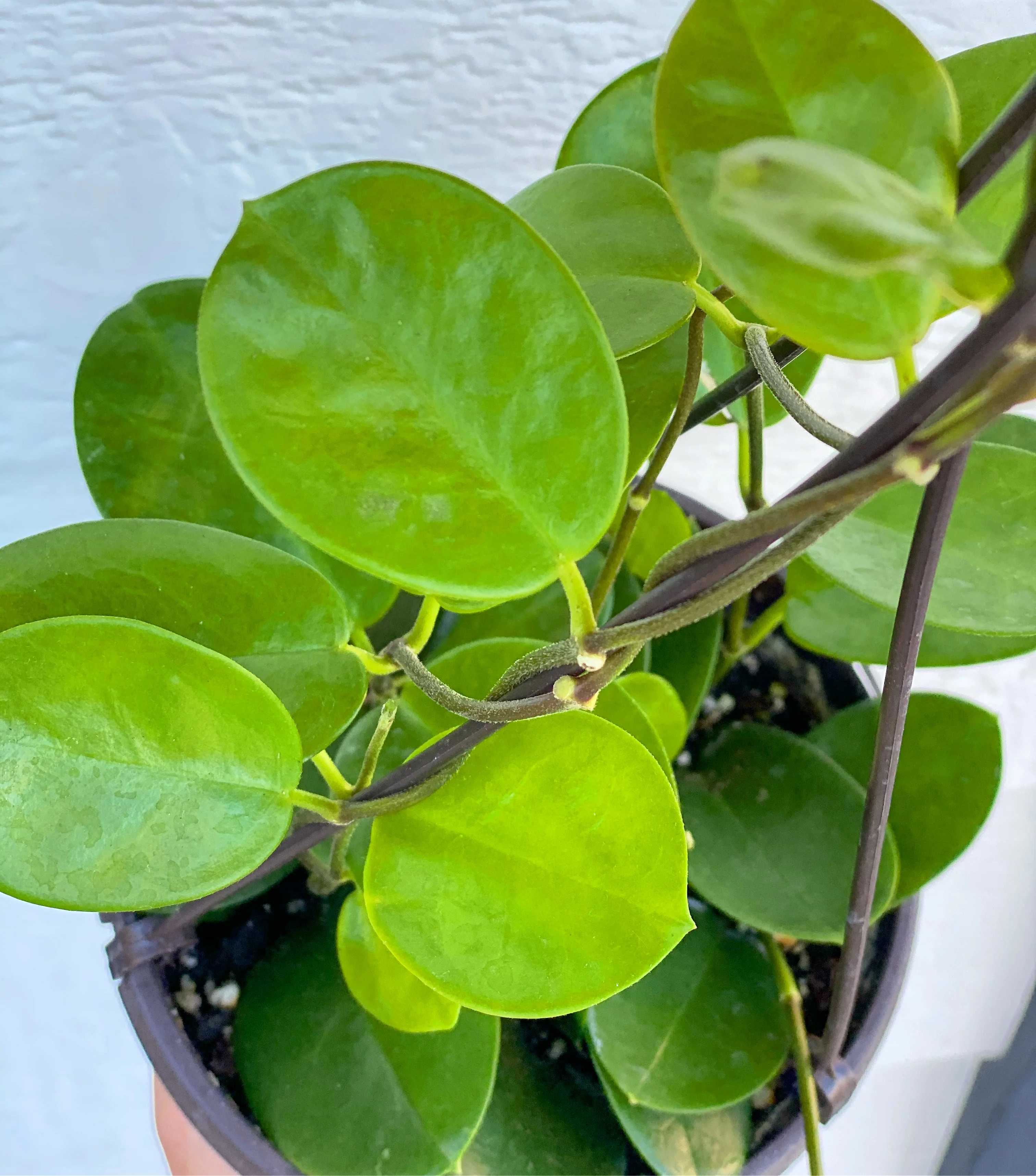 Hoya Australis - Image 3
