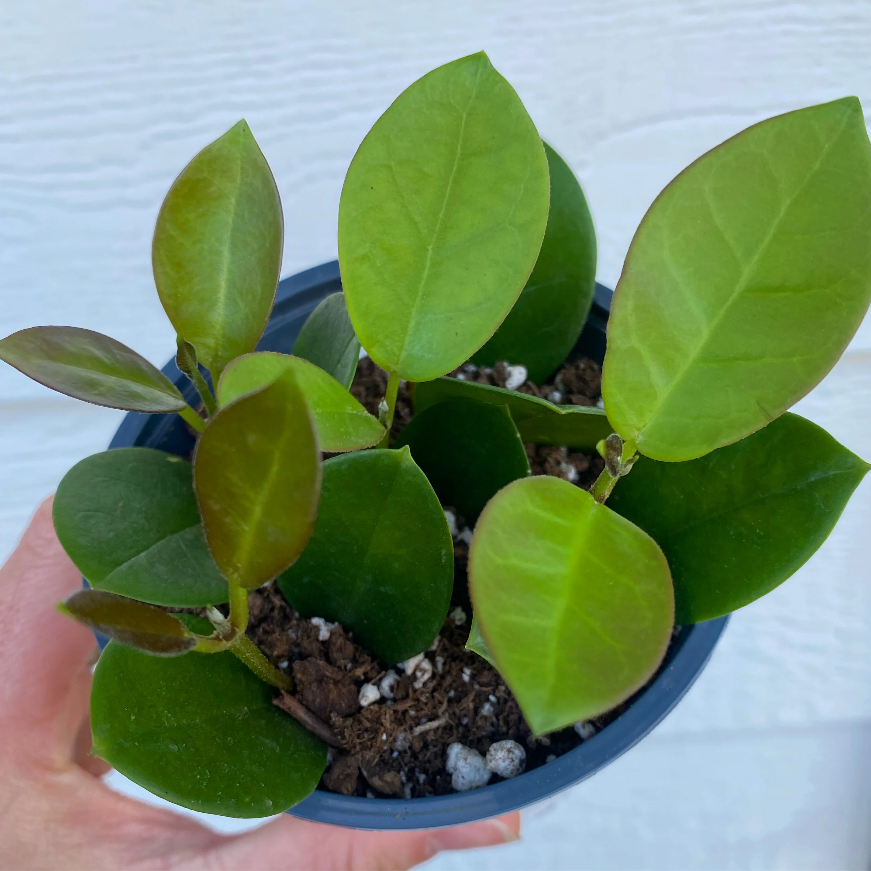 Hoya Australis - Image 4