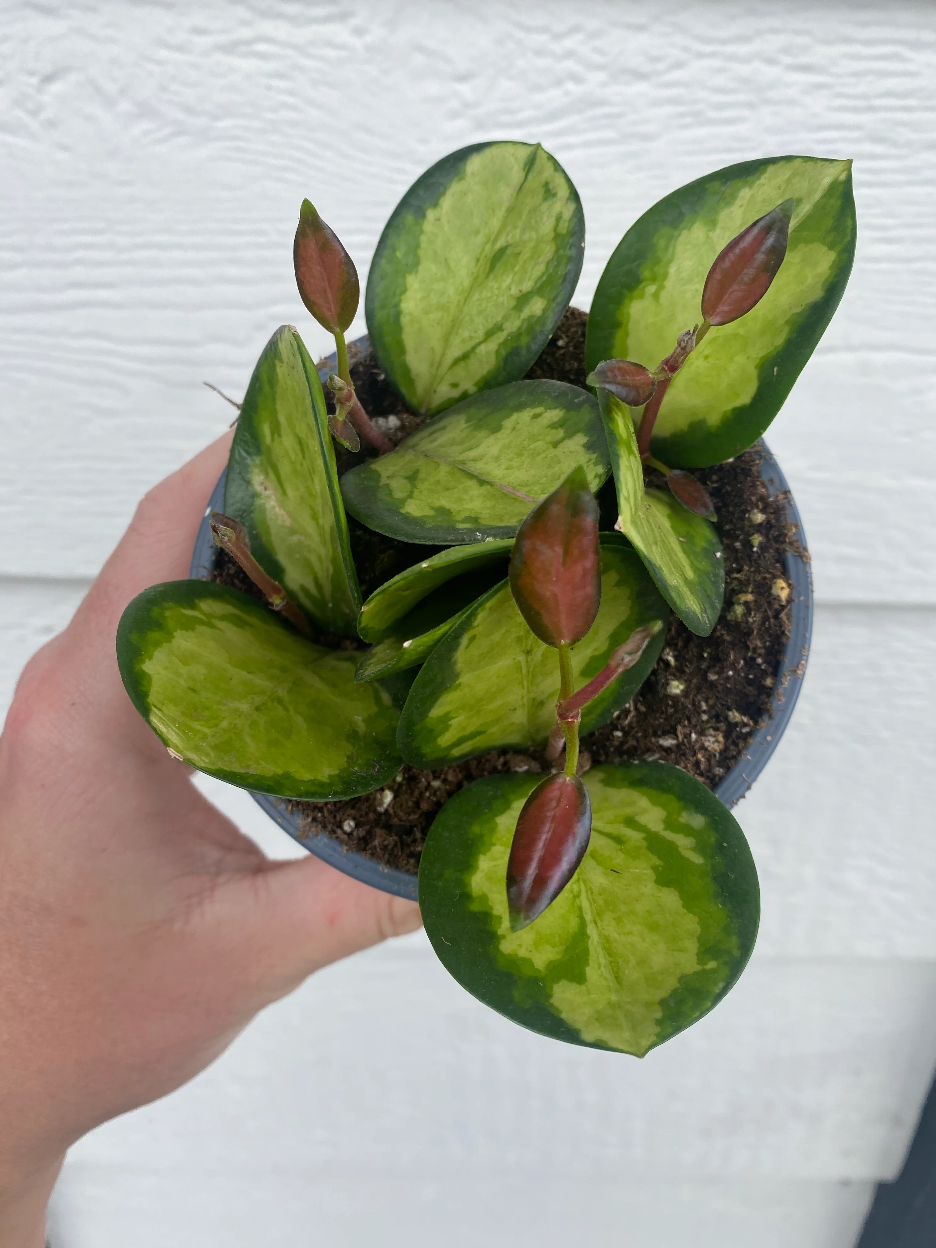 Hoya Australis Lisa ( Variegated Australis ) - Image 3