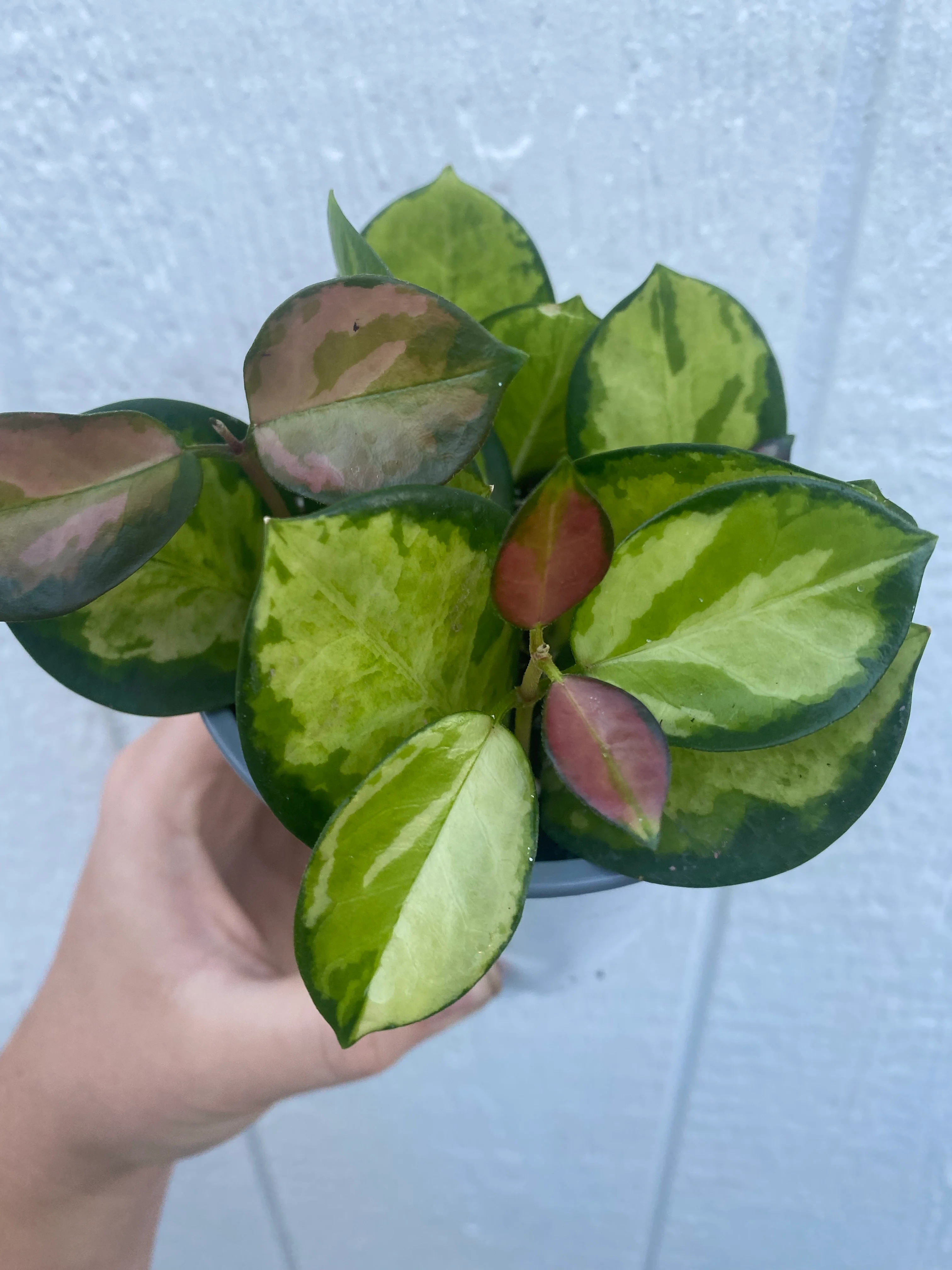 Hoya Australis Lisa ( Variegated Australis ) - Image 4