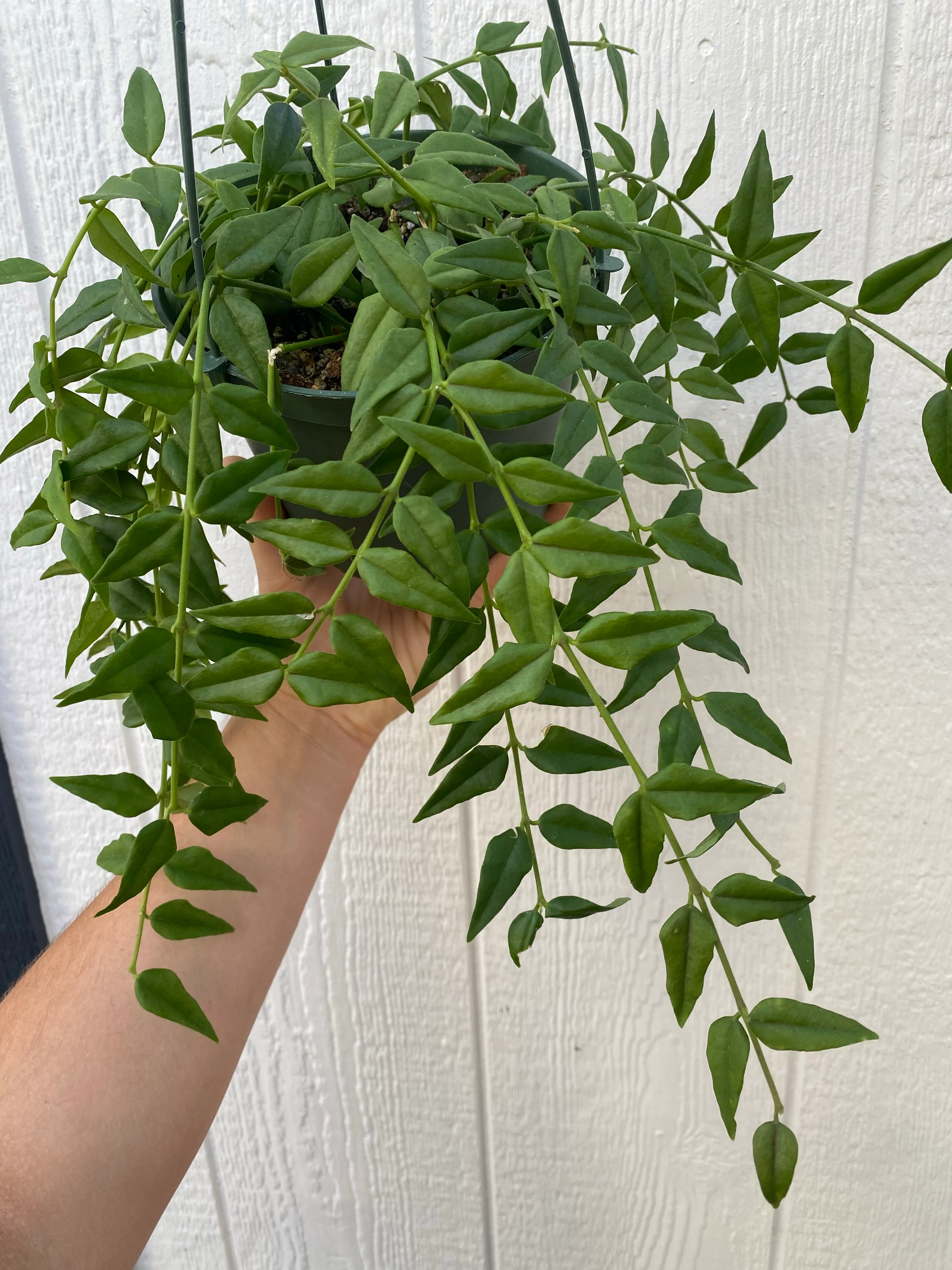Hoya Bella - Image 4