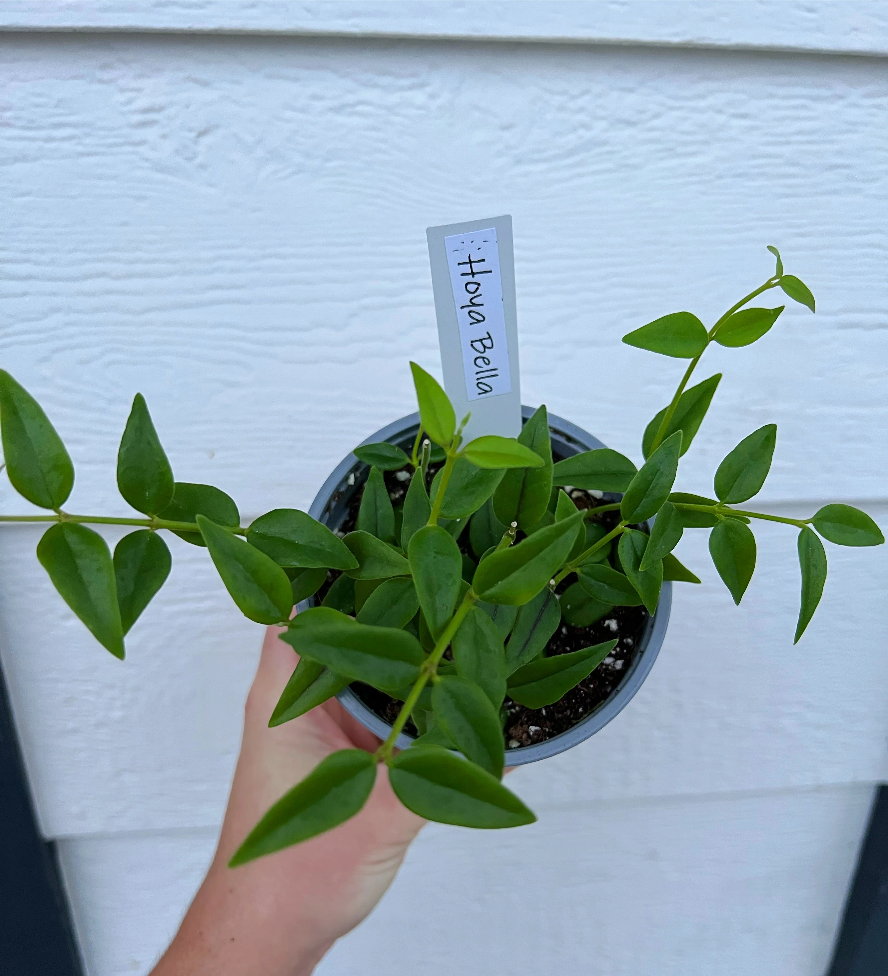 Hoya Bella - Image 6