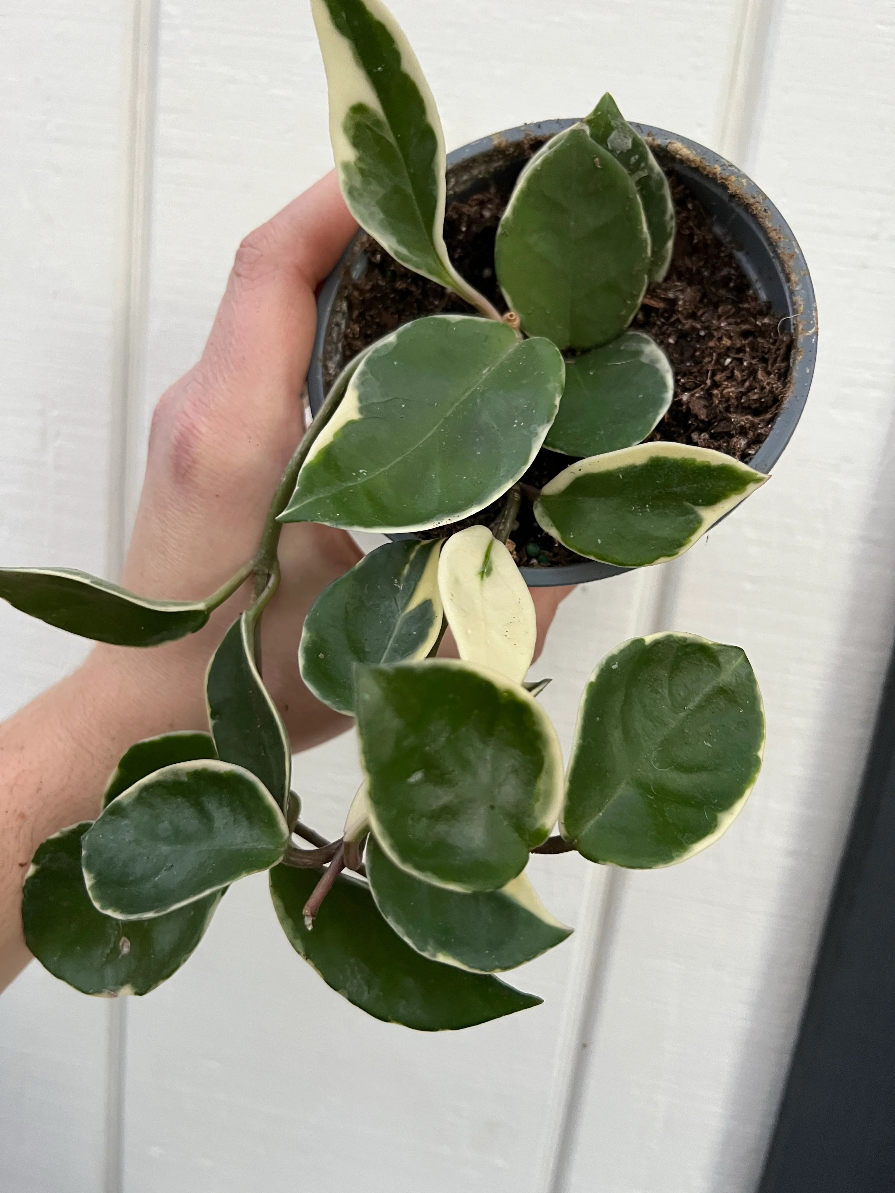 Hoya Carnosa Krimson Queen Snowball Hybrid - Image 3