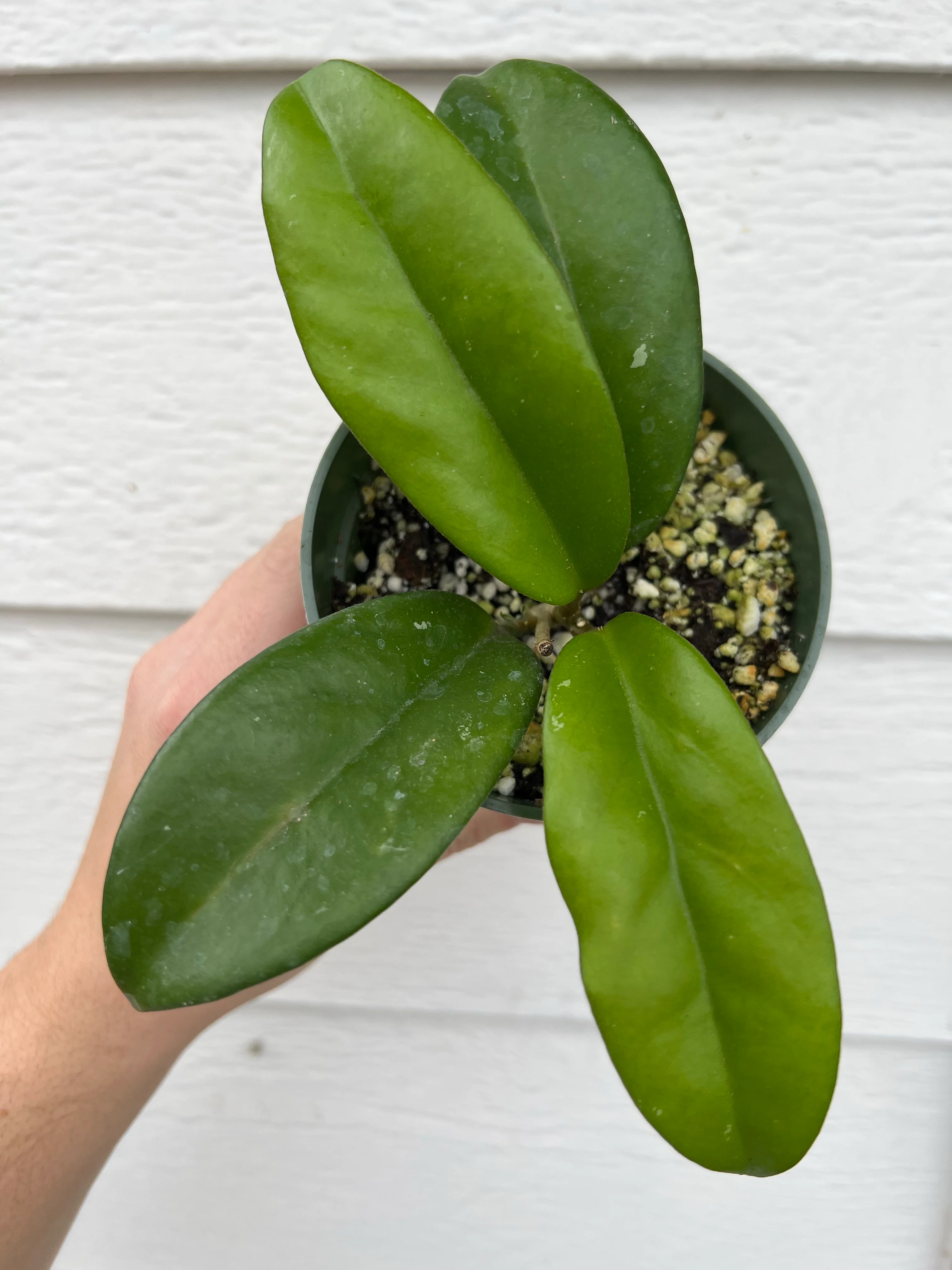 Hoya Carnosa Skinneriana / Dee’s Big One - Image 2