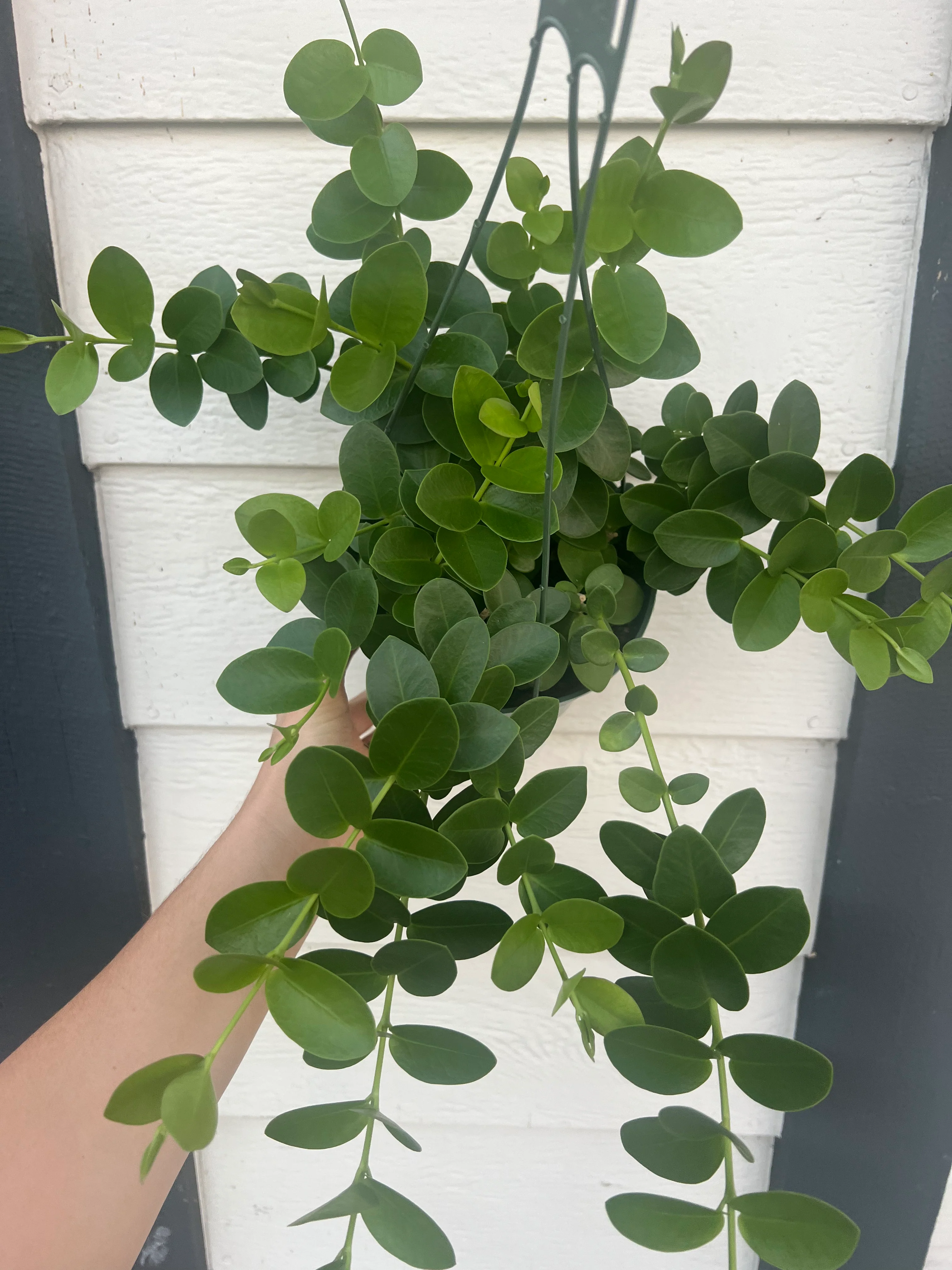Hoya Cumingiana - Image 5