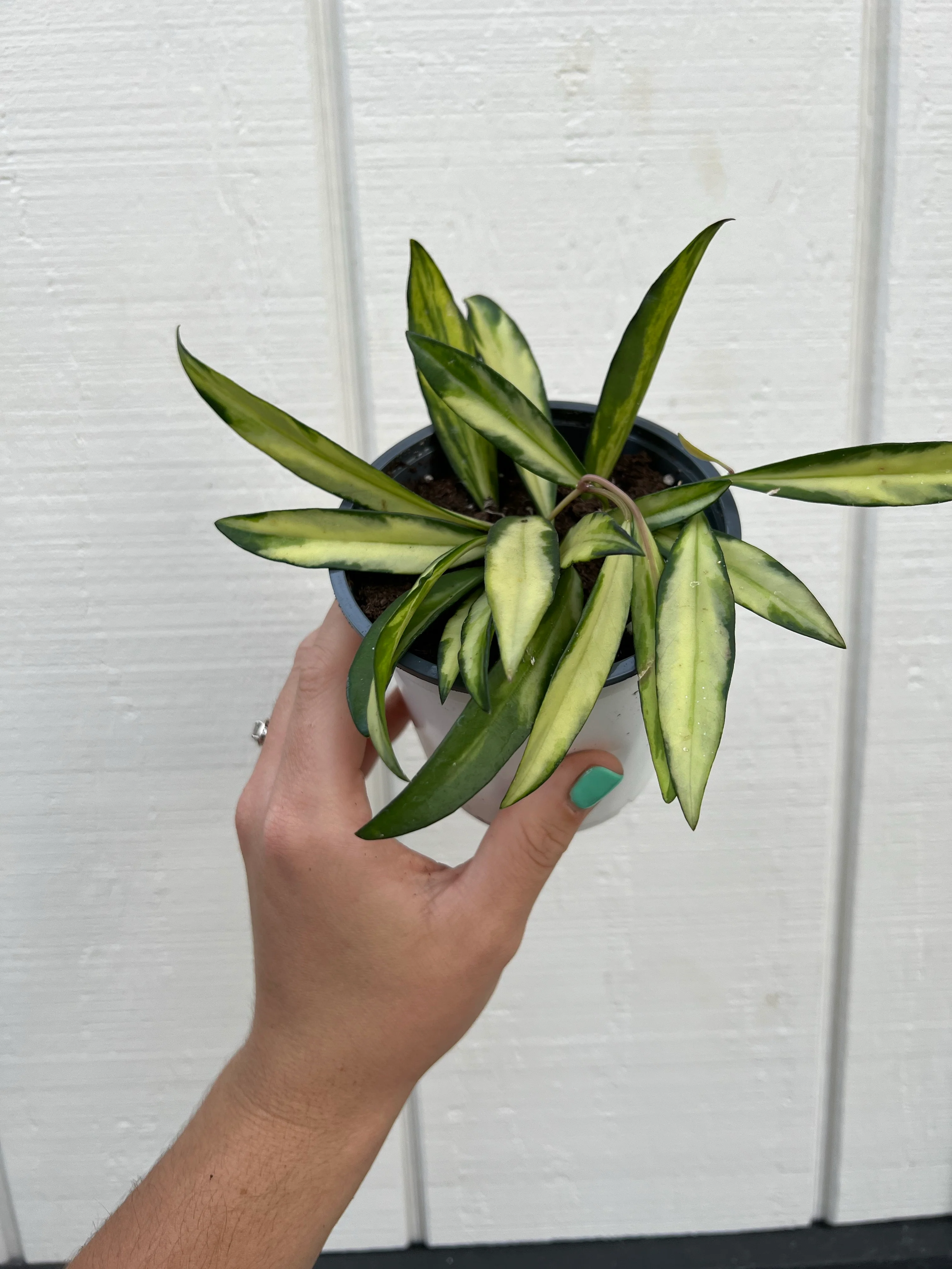 Hoya Kentiana Variegata