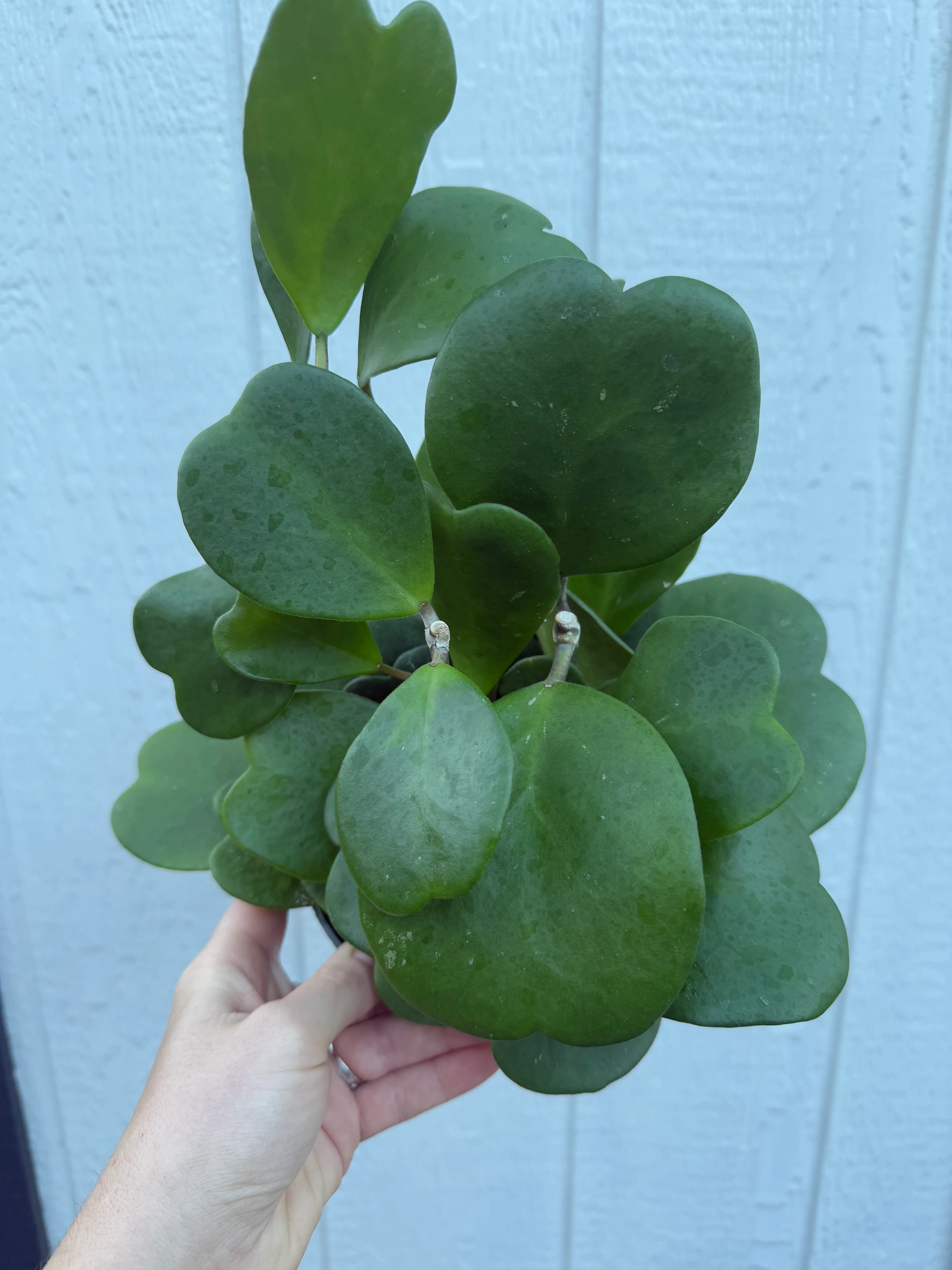 Hoya Kerrii Green Heart - Image 11