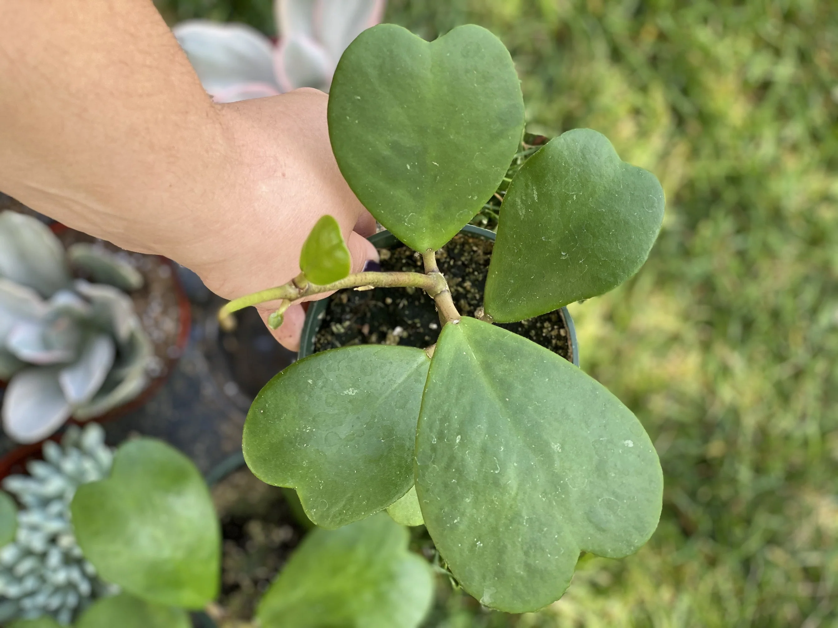 Hoya Kerrii Green Heart - Image 6