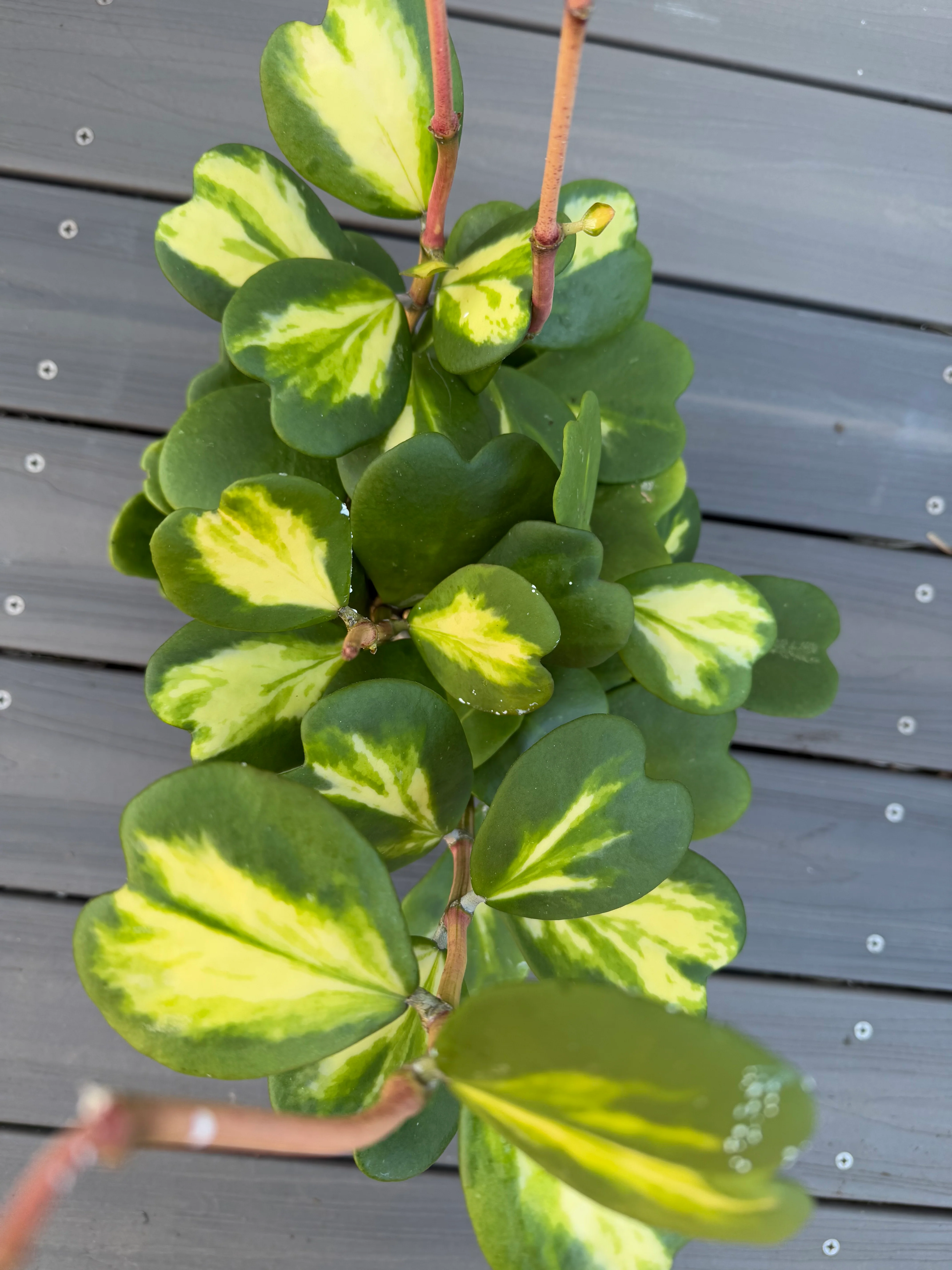 Hoya Kerrii Reverse Variegated Hoya Heart ('SweetHeart') - Image 6