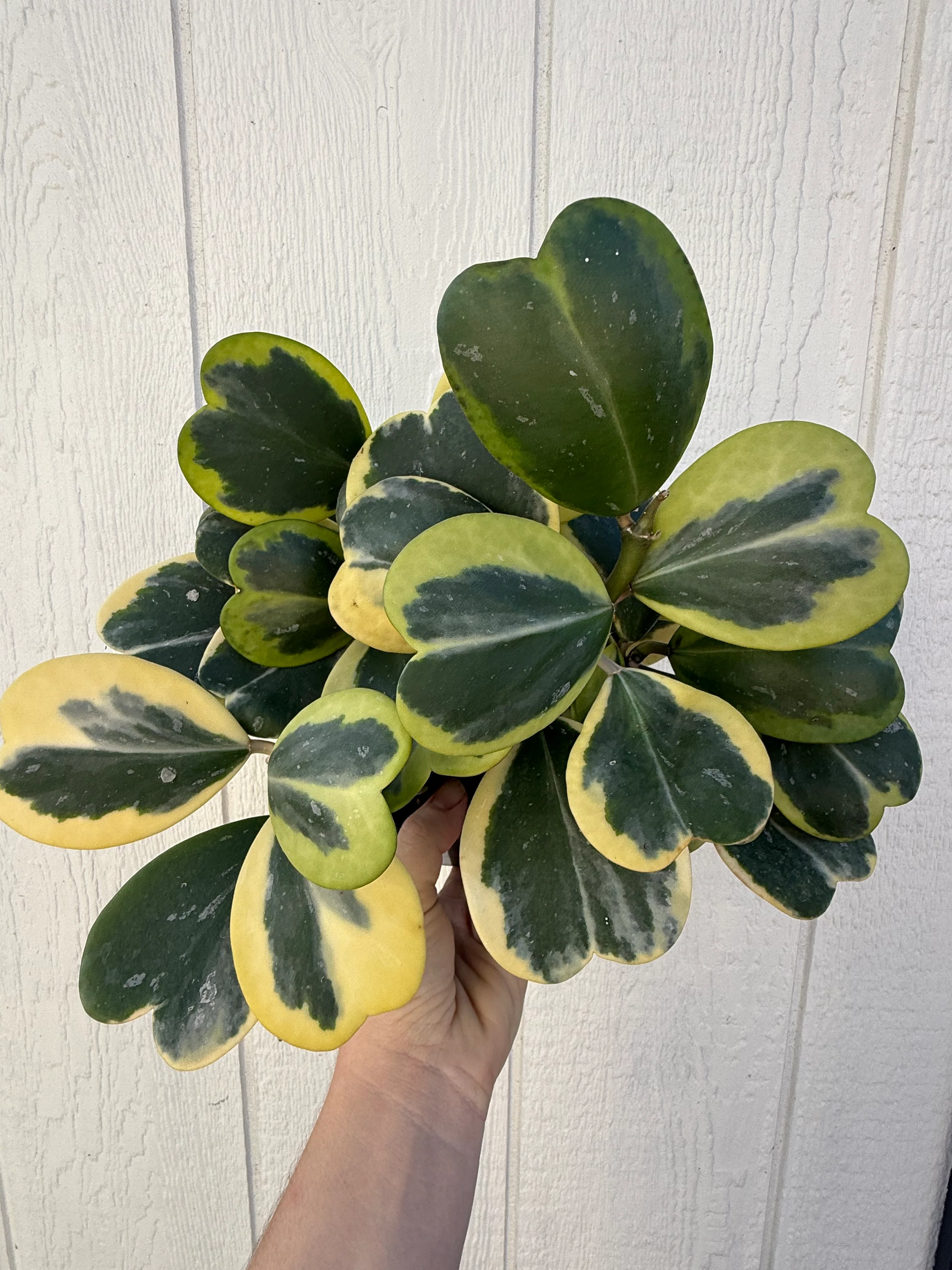Hoya Kerrii Variegated Hoya Heart ('SweetHeart') - Image 11