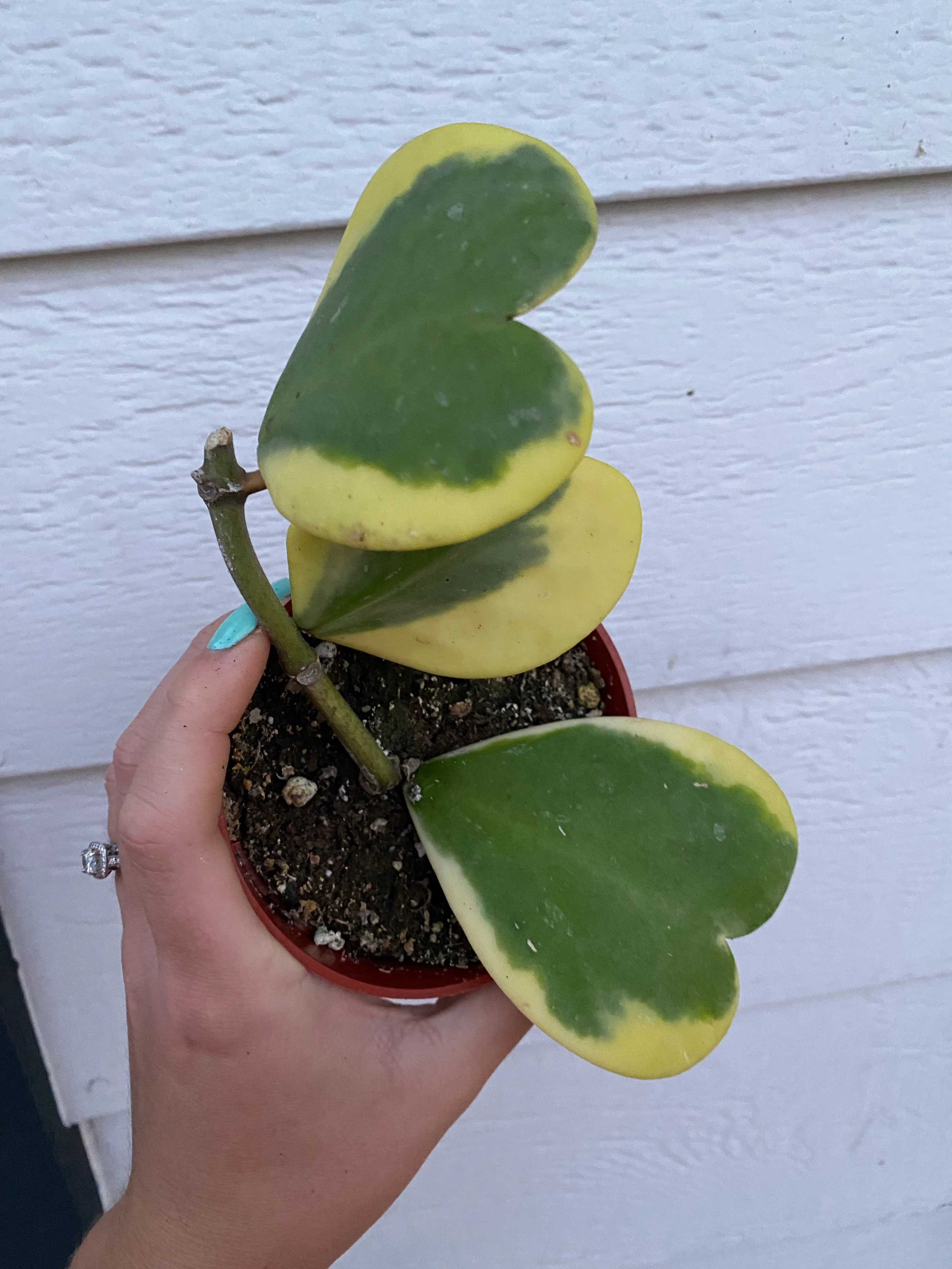 Hoya Kerrii Variegated Hoya Heart ('SweetHeart') - Image 6
