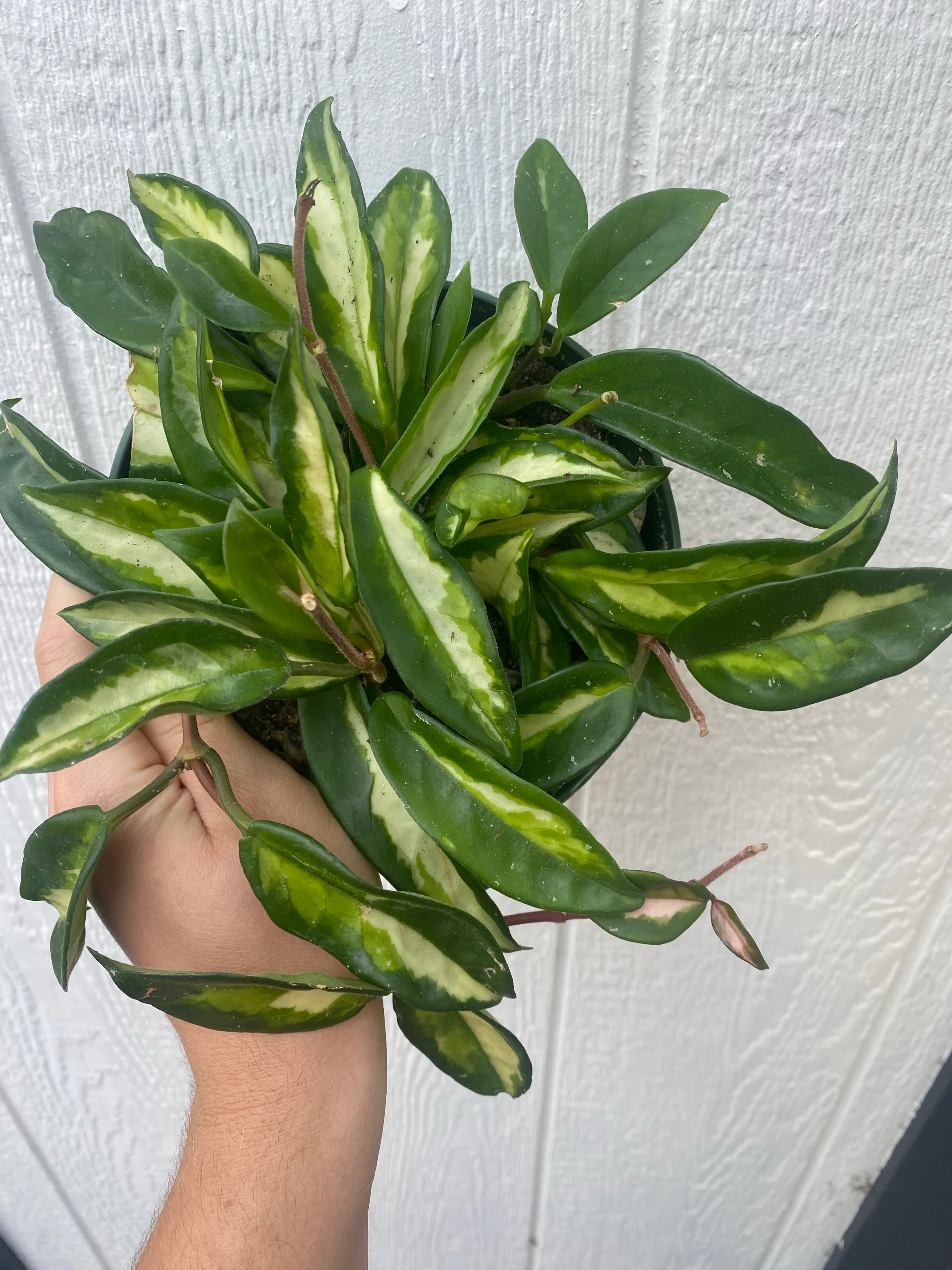 Hoya Carnosa Krimson Princess - Image 5