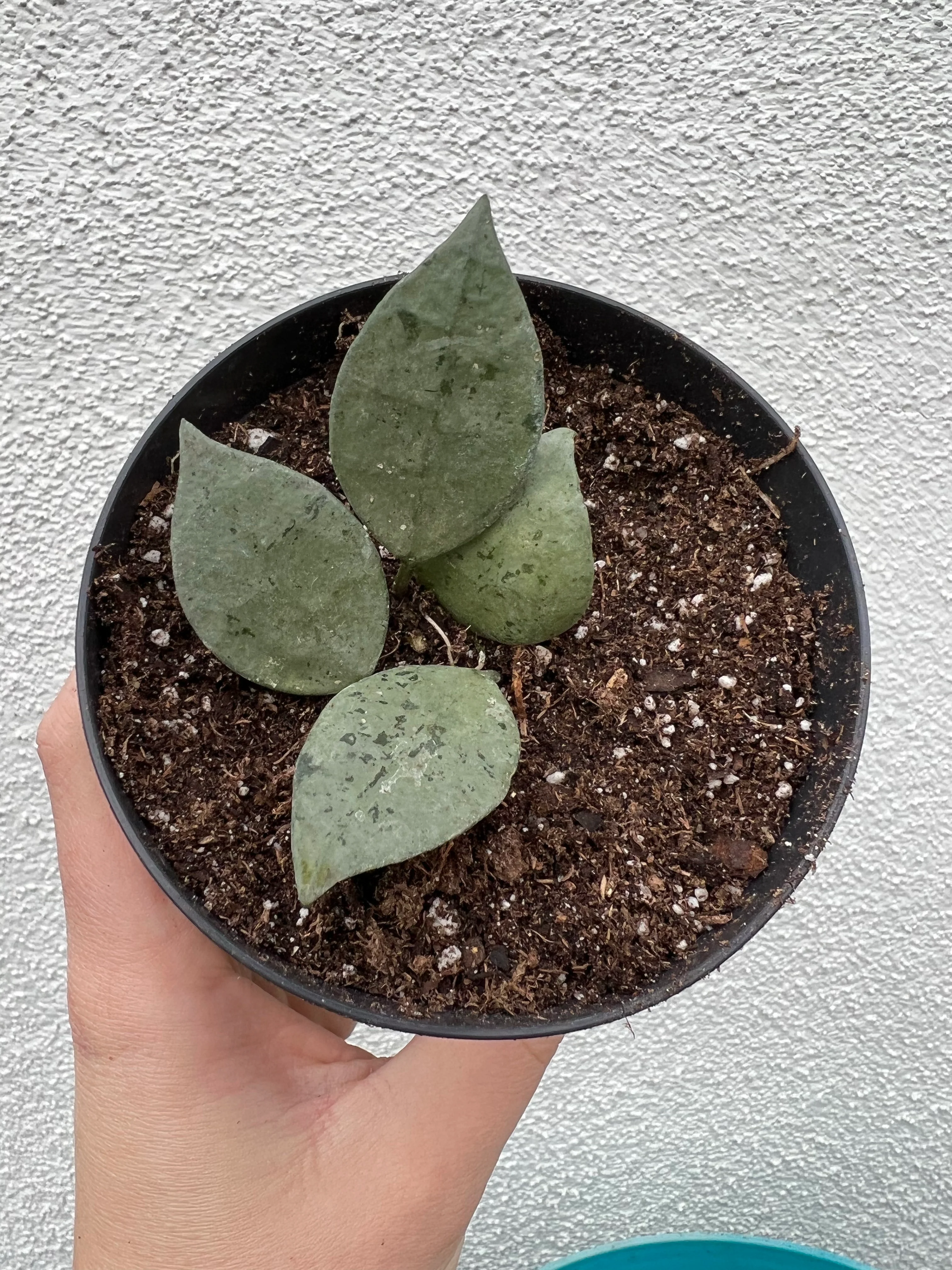 Hoya Krohniana Eskimo / Super Silver - Image 7