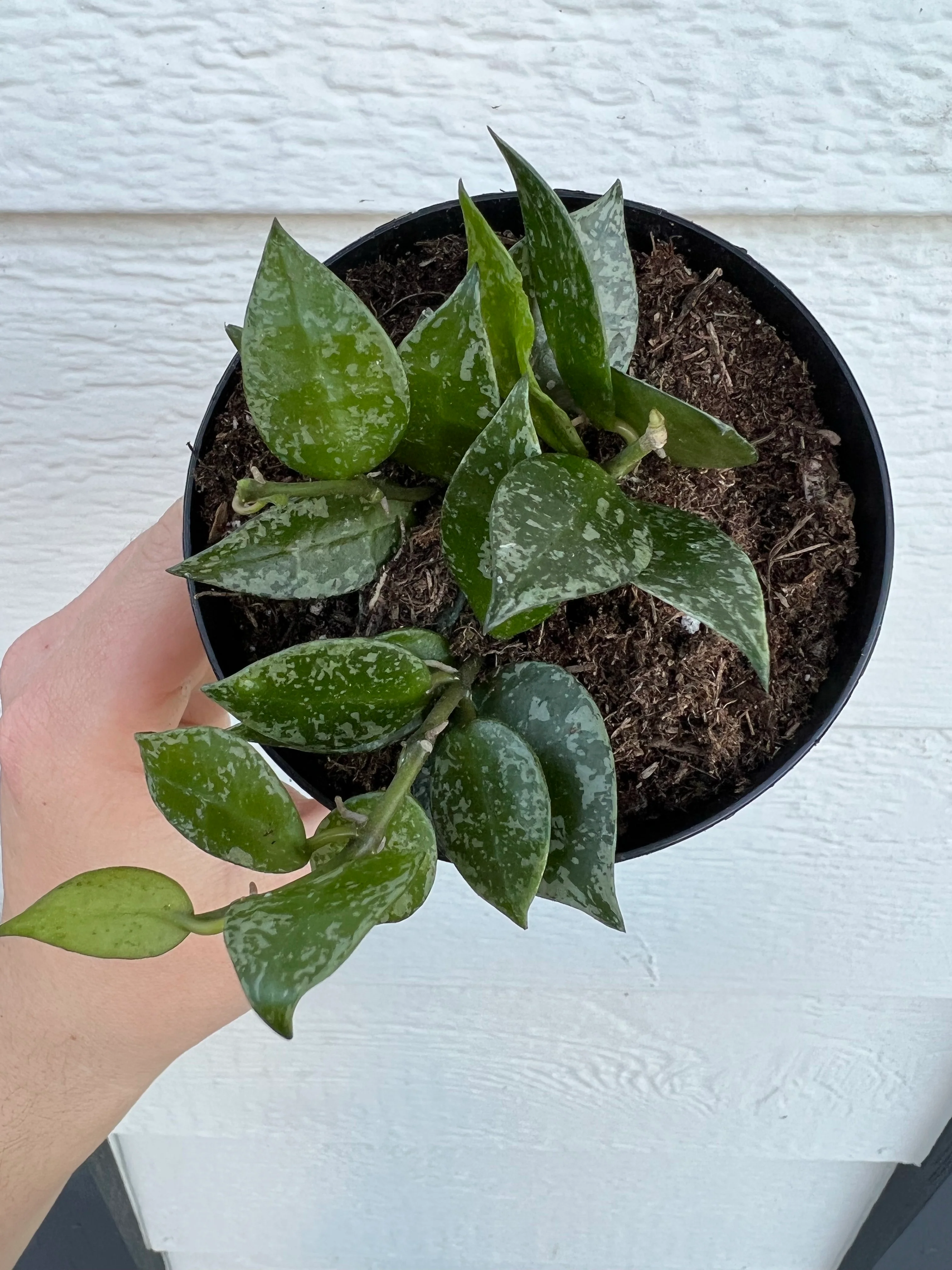 Hoya Krohniana Silver Splash - Image 3