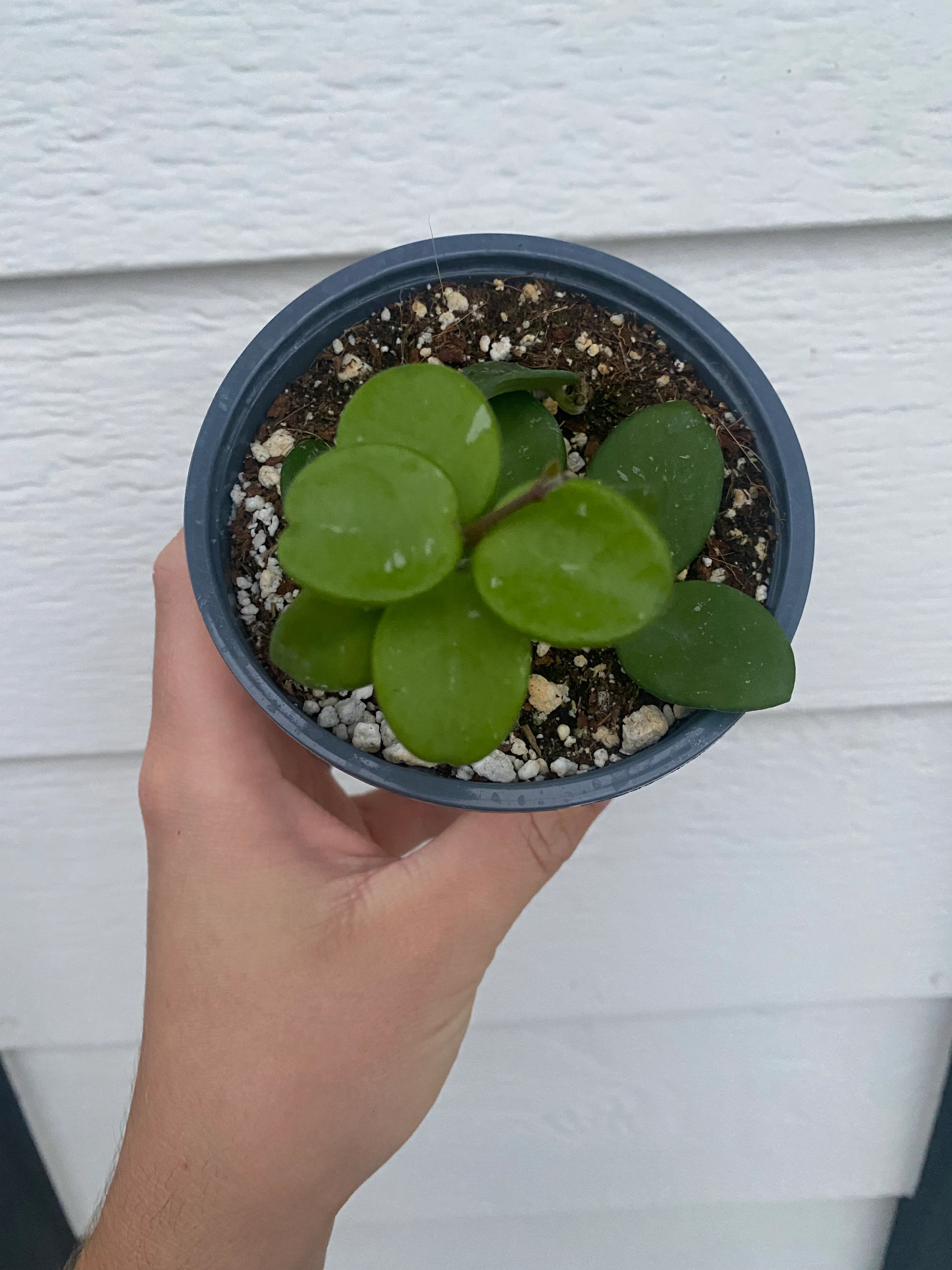 Hoya Mathilde - Image 3