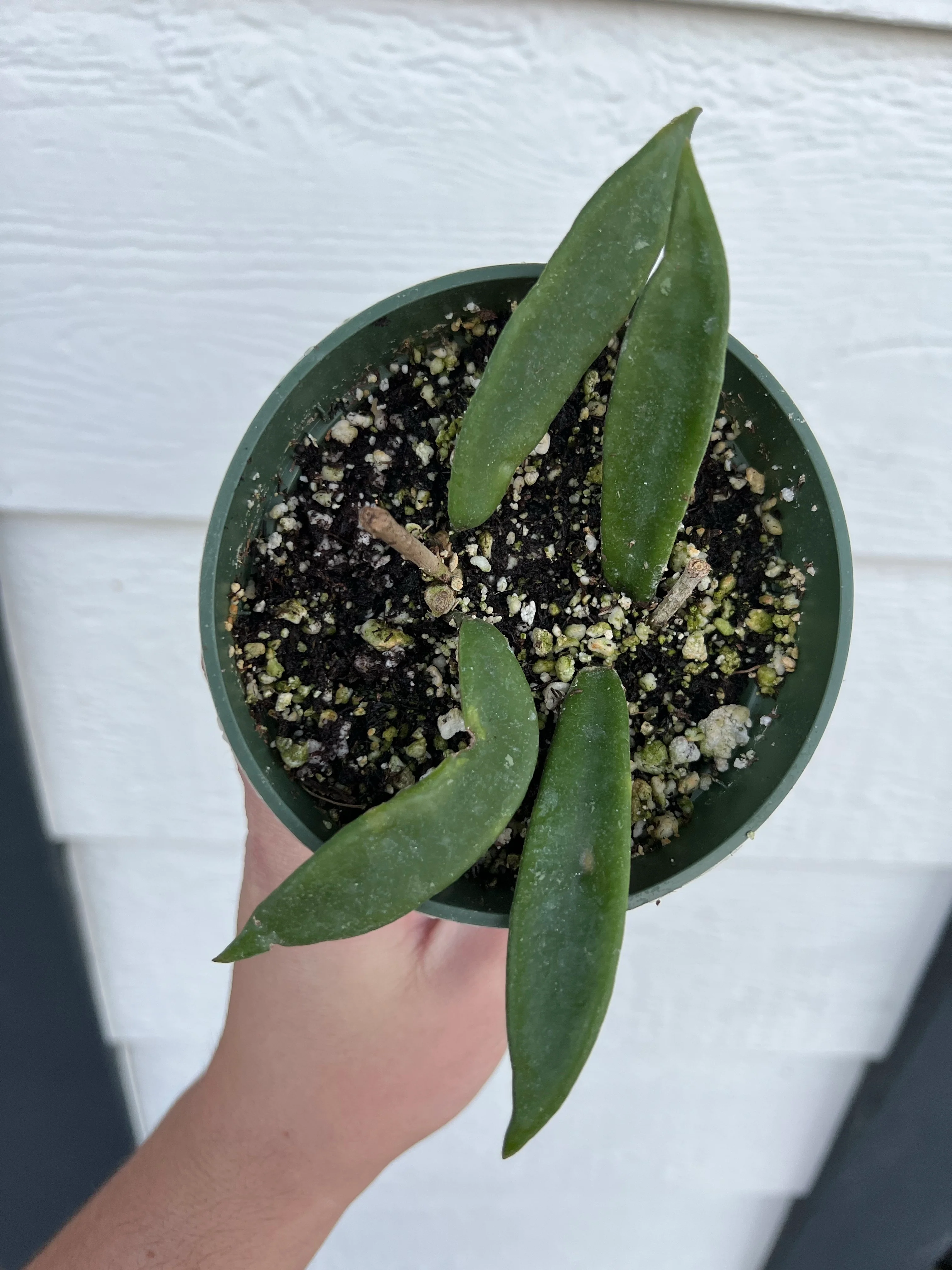 Hoya MiniBelle - Image 3
