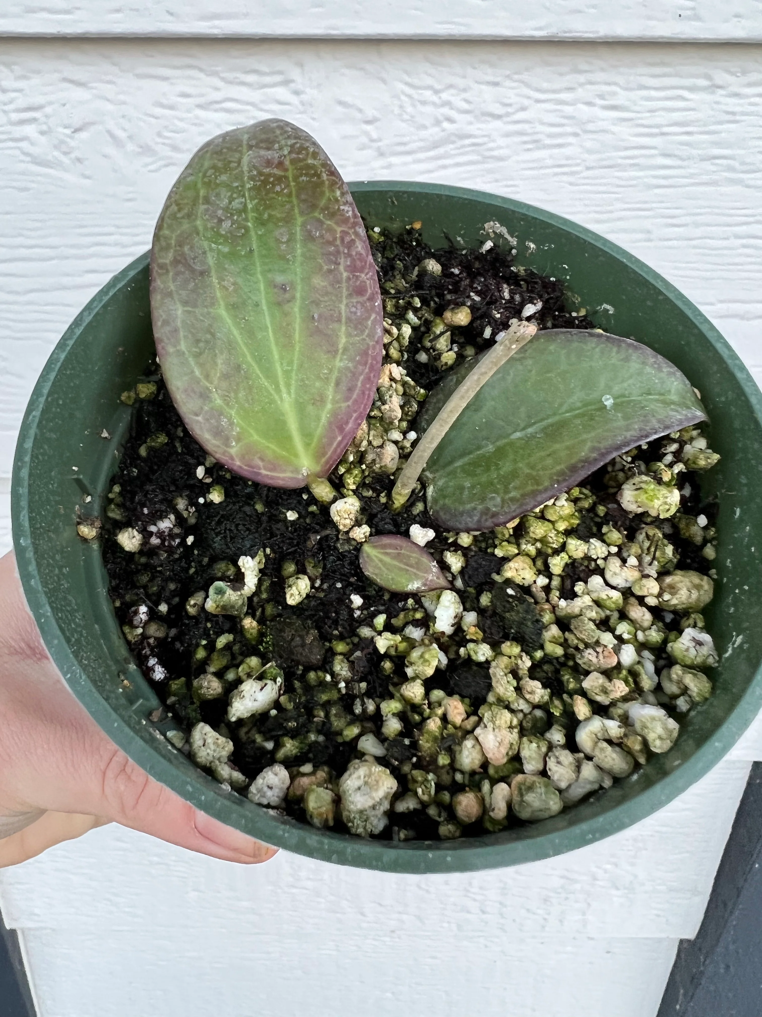 Hoya Nicholsoniae - Image 4