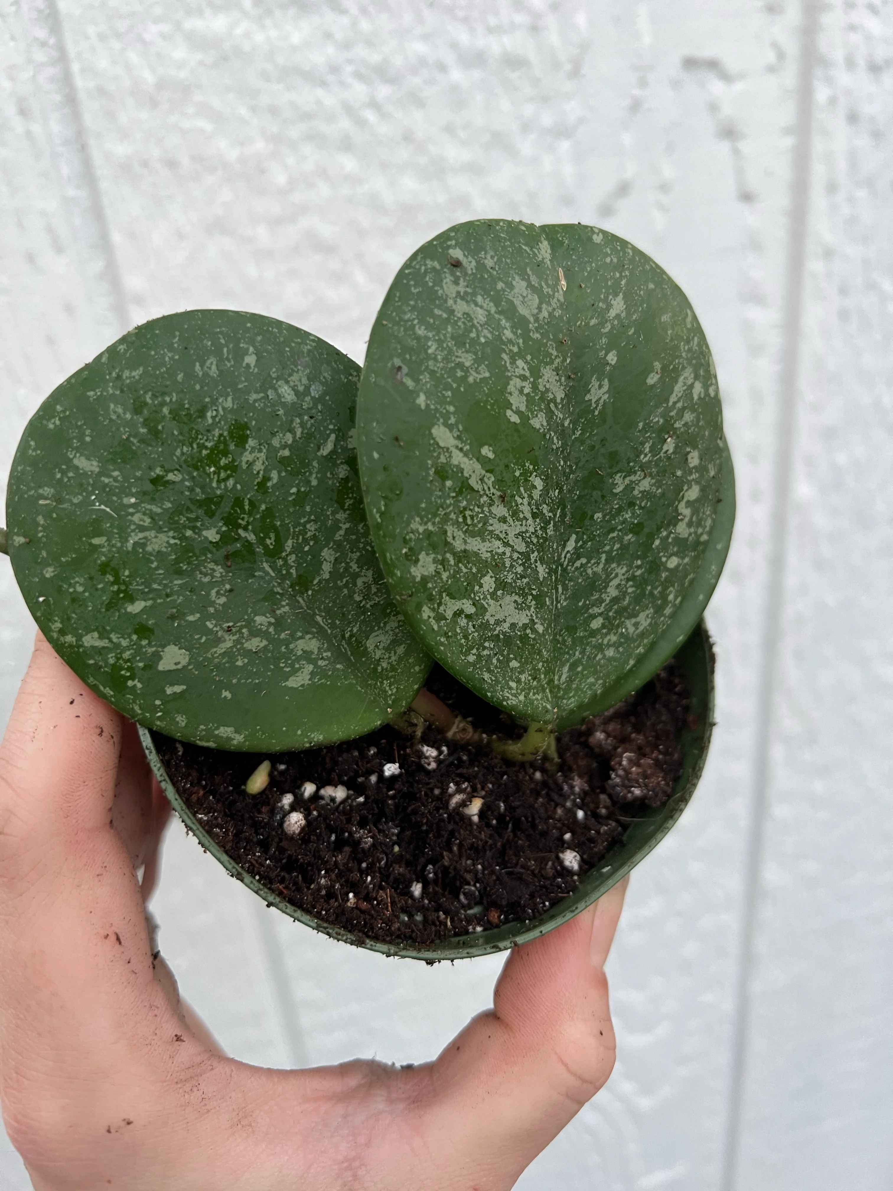Hoya Obovata Super Silver Splash - Image 3
