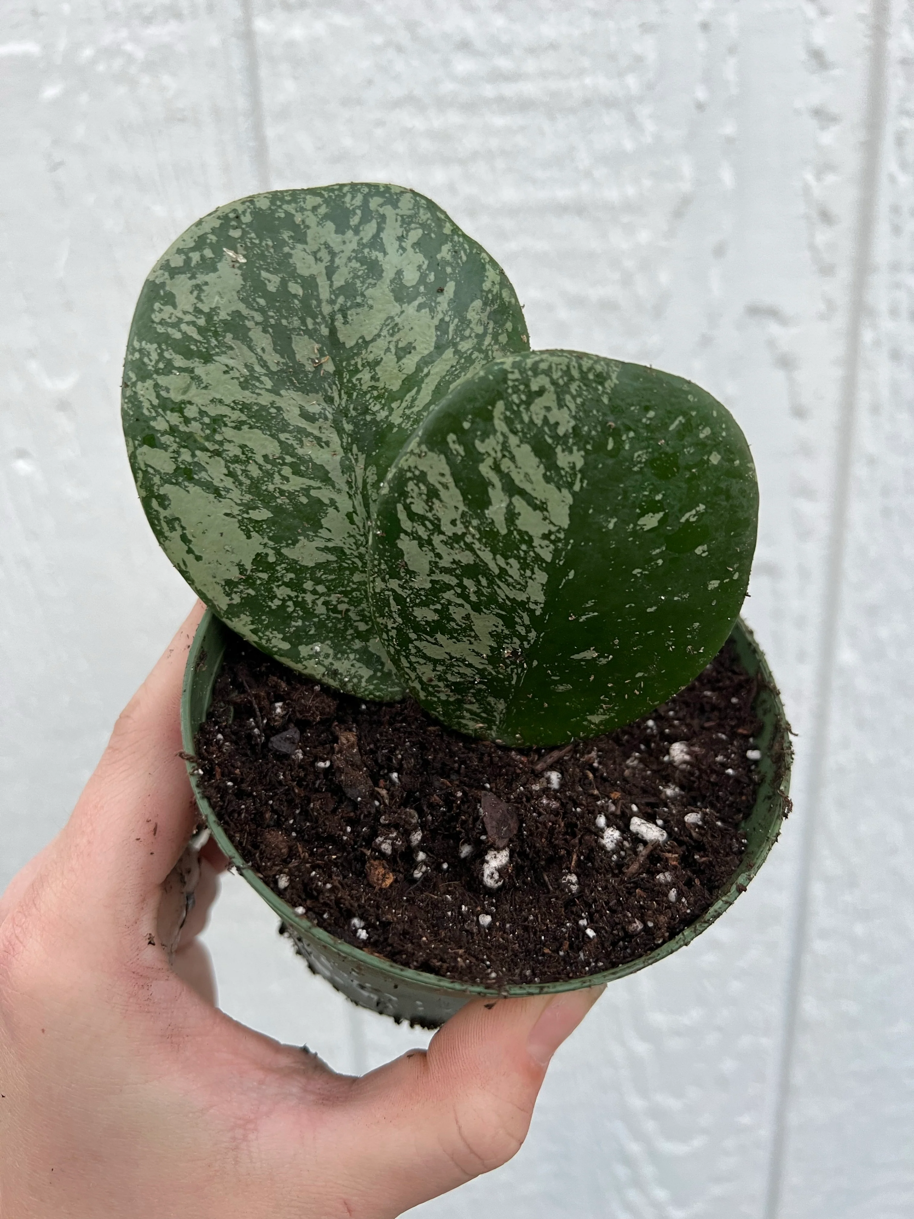 Hoya Obovata Super Silver Splash - Image 4