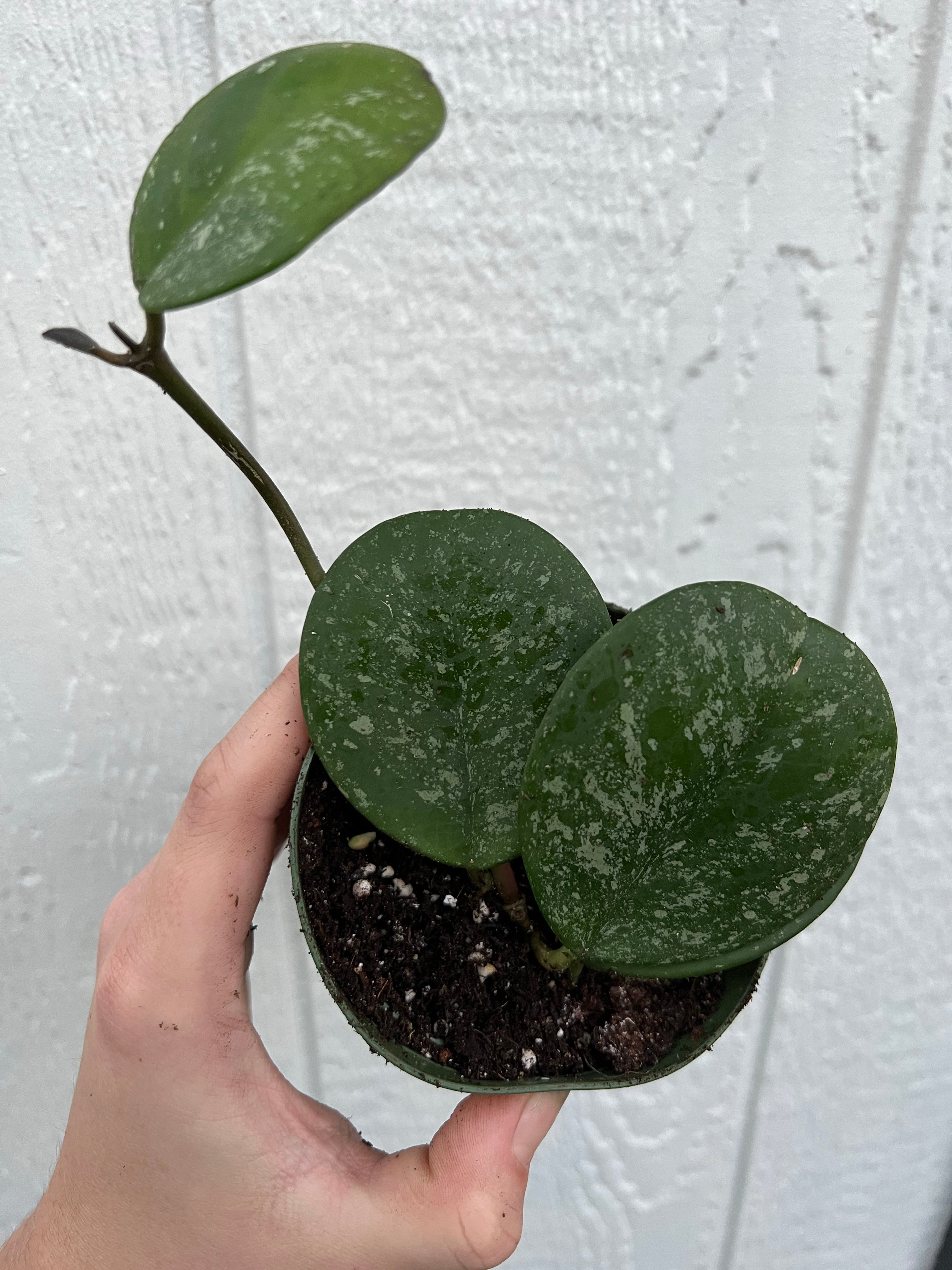 Hoya Obovata Super Silver Splash - Image 5