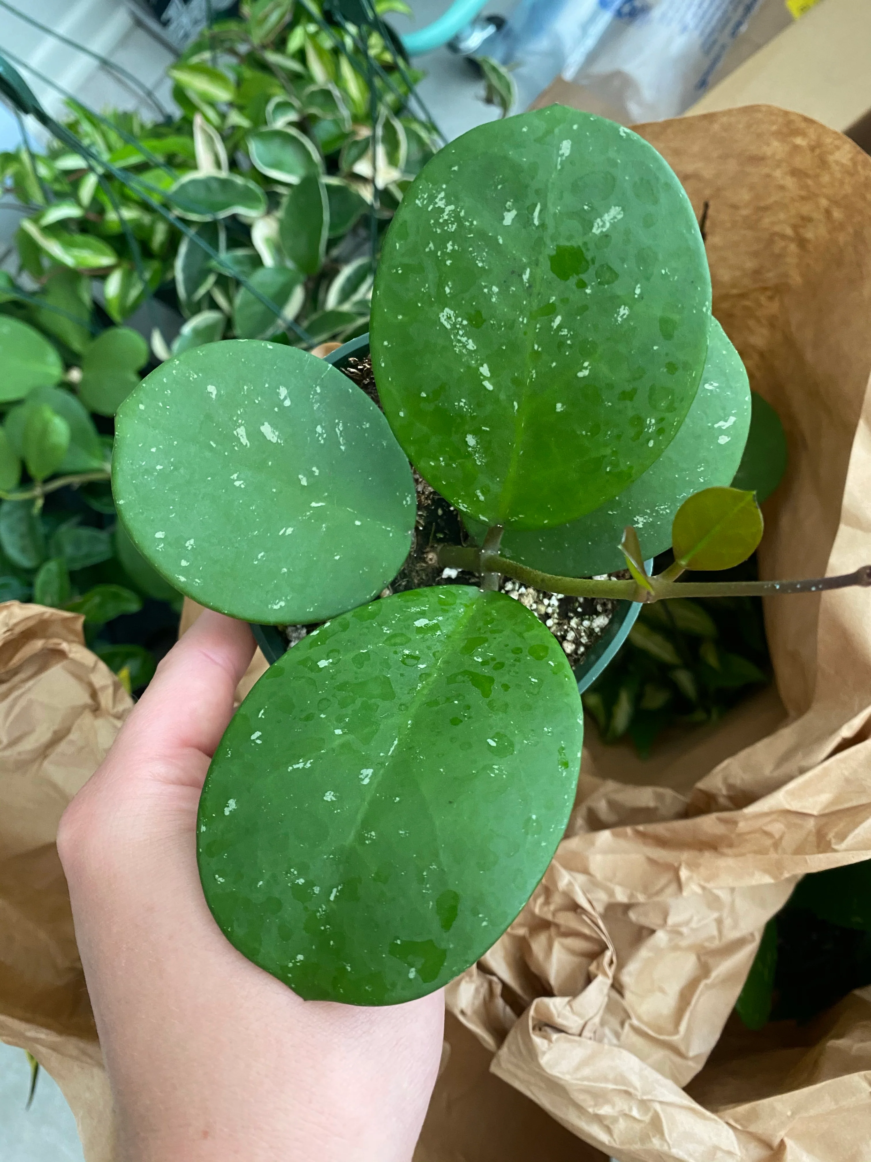 Hoya Obovata - Image 3