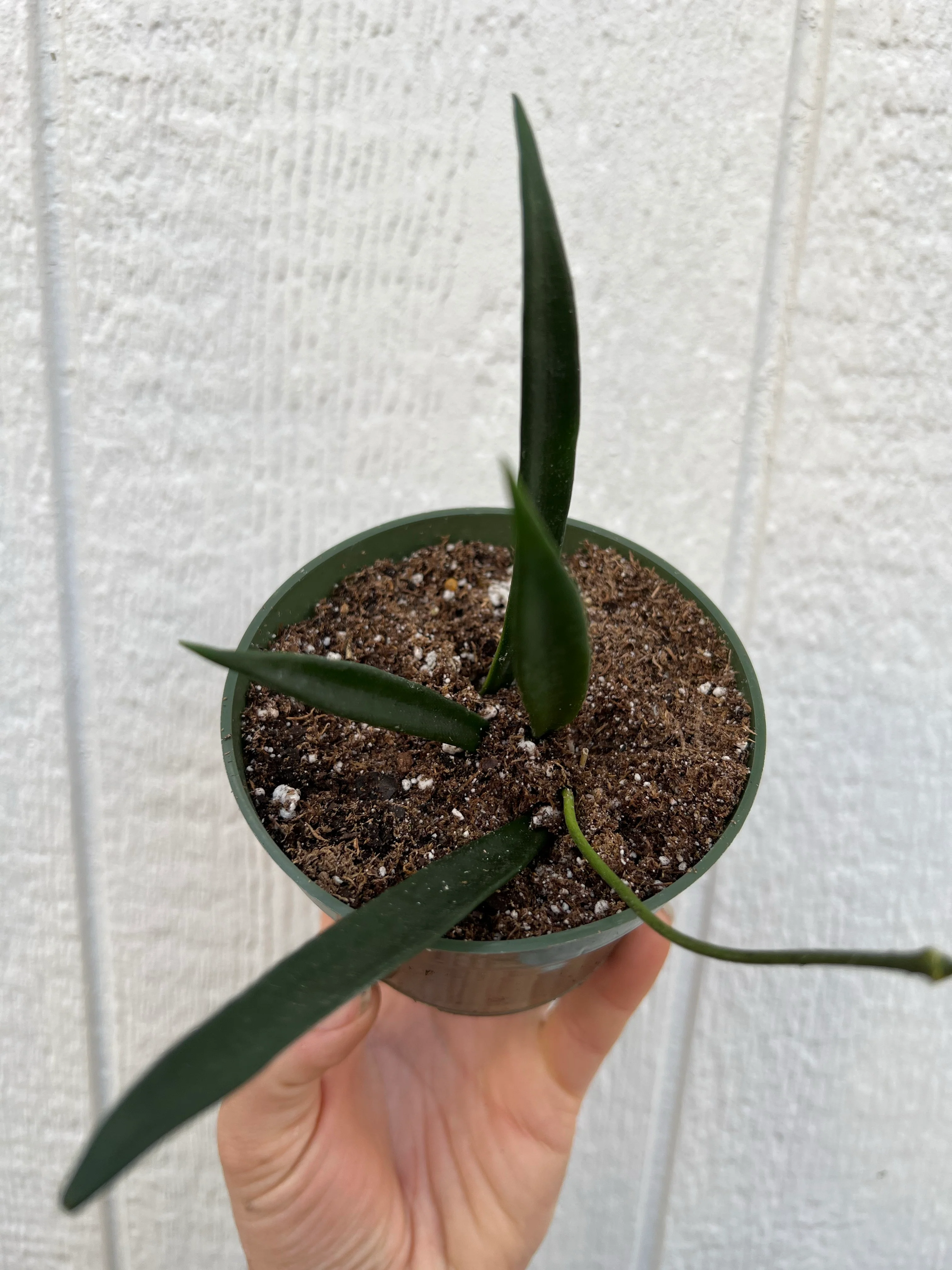 Hoya Shepherdii - Image 3