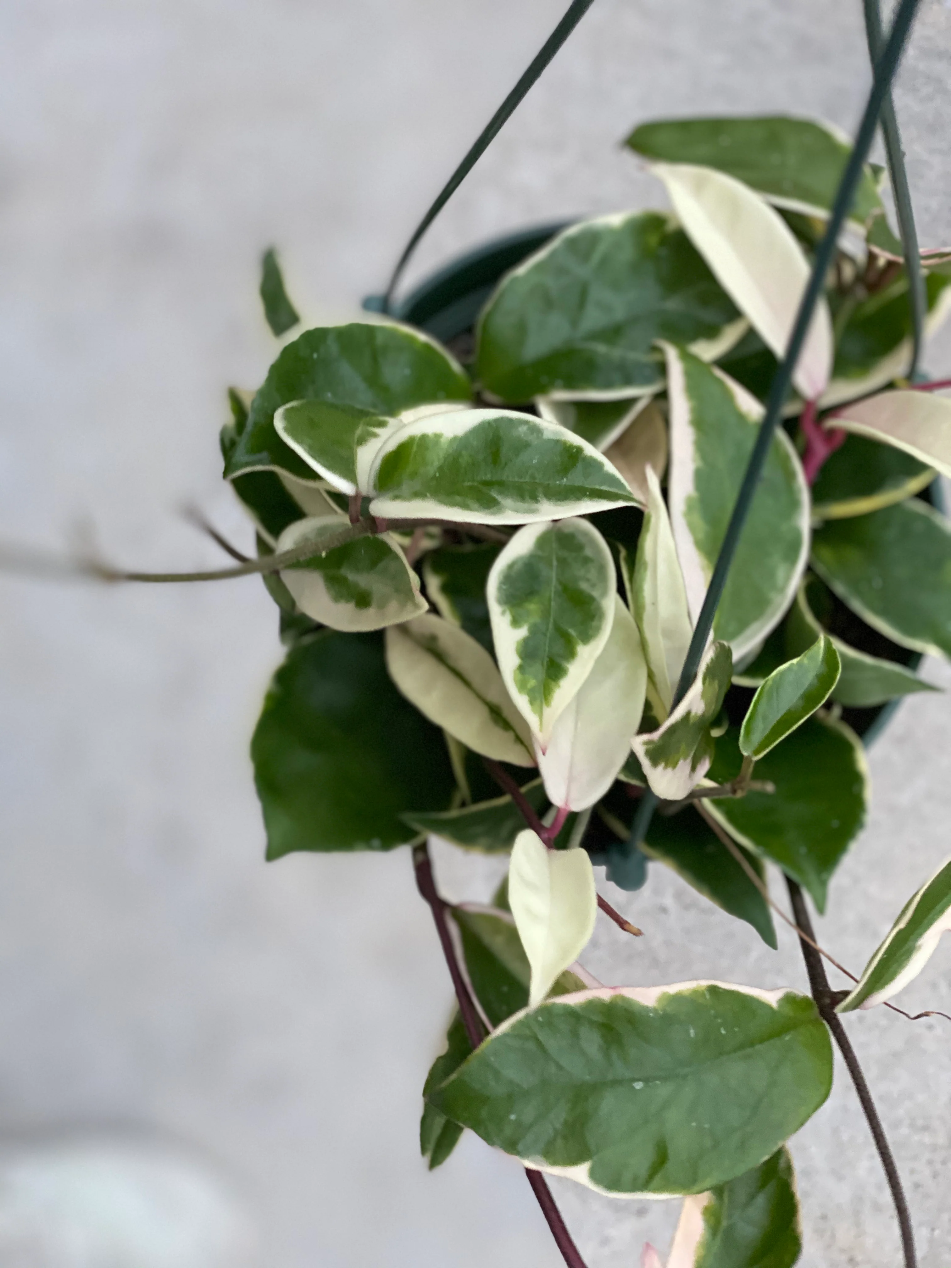 Hoya Carnosa Variegated ‘Krimson Queen’ / ‘Tri Color’ - Image 3