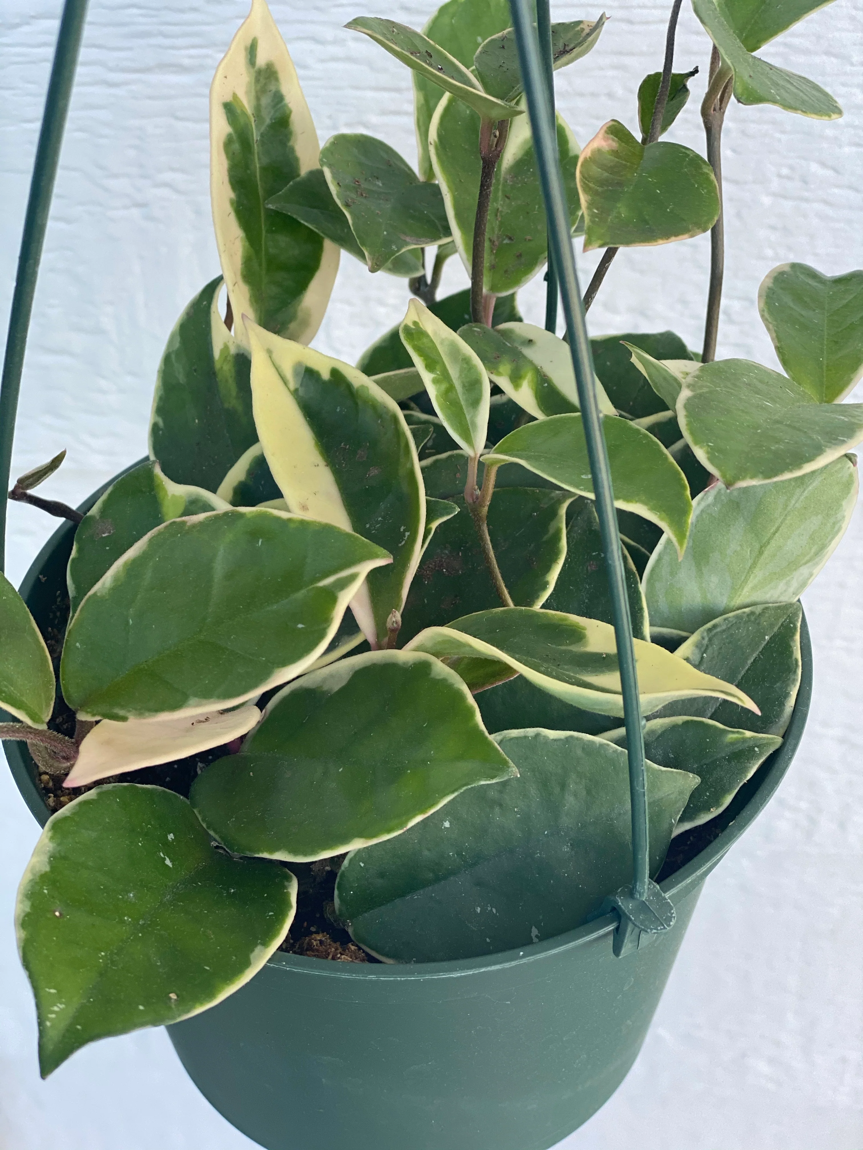 Hoya Carnosa Variegated ‘Krimson Queen’ / ‘Tri Color’ - Image 6