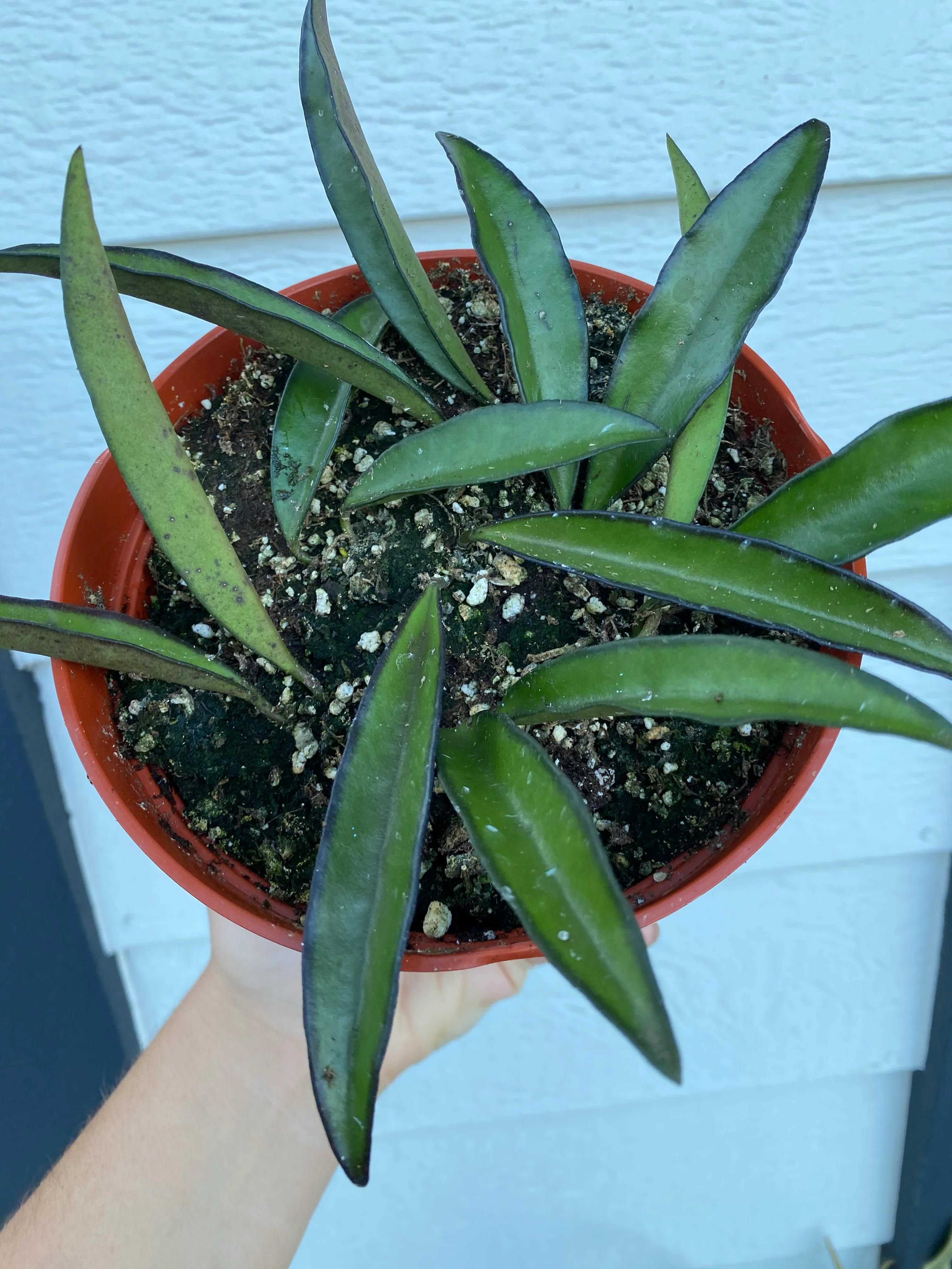 Hoya Wayetii - Image 3