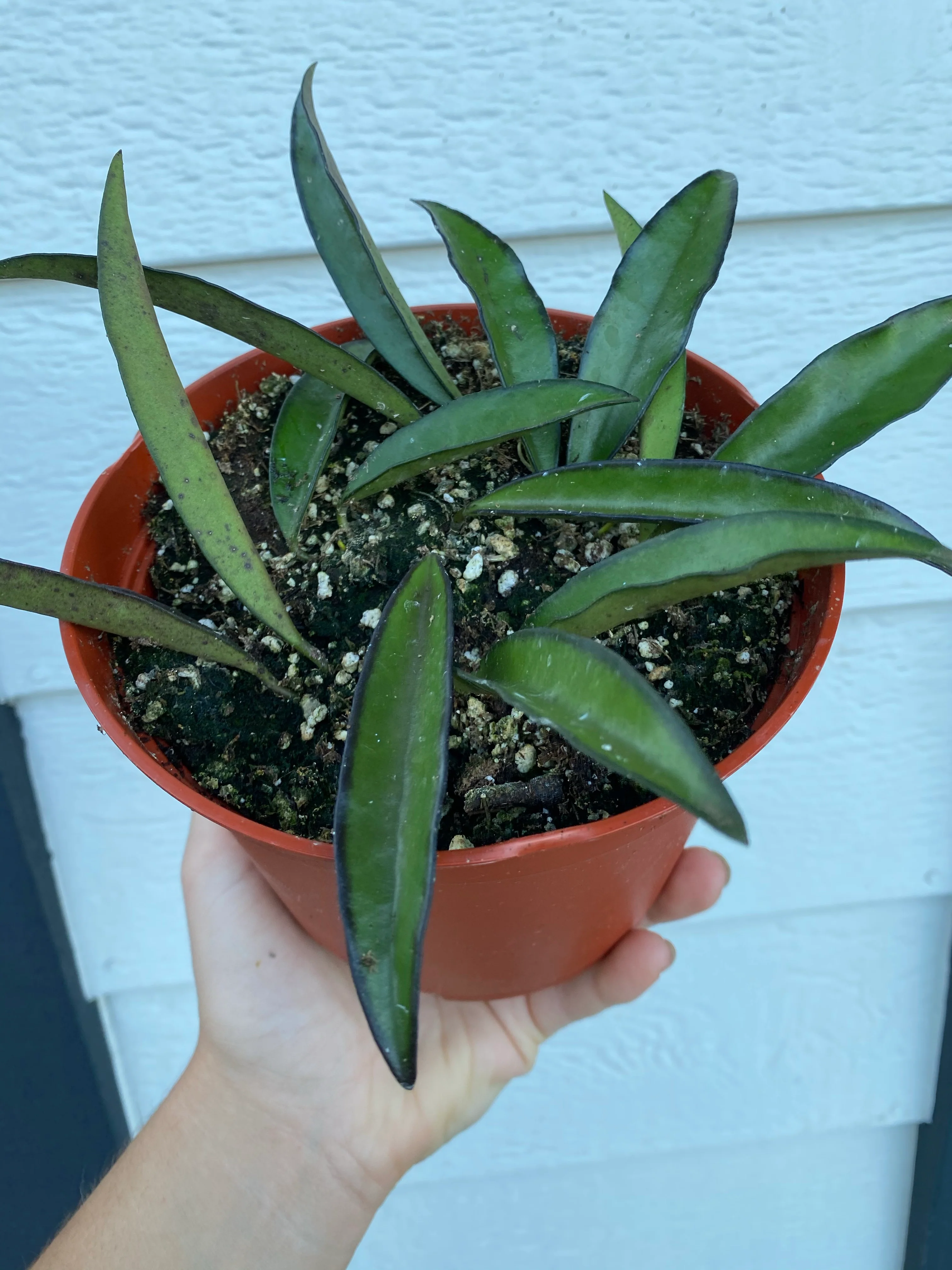 Hoya Wayetii - Image 4