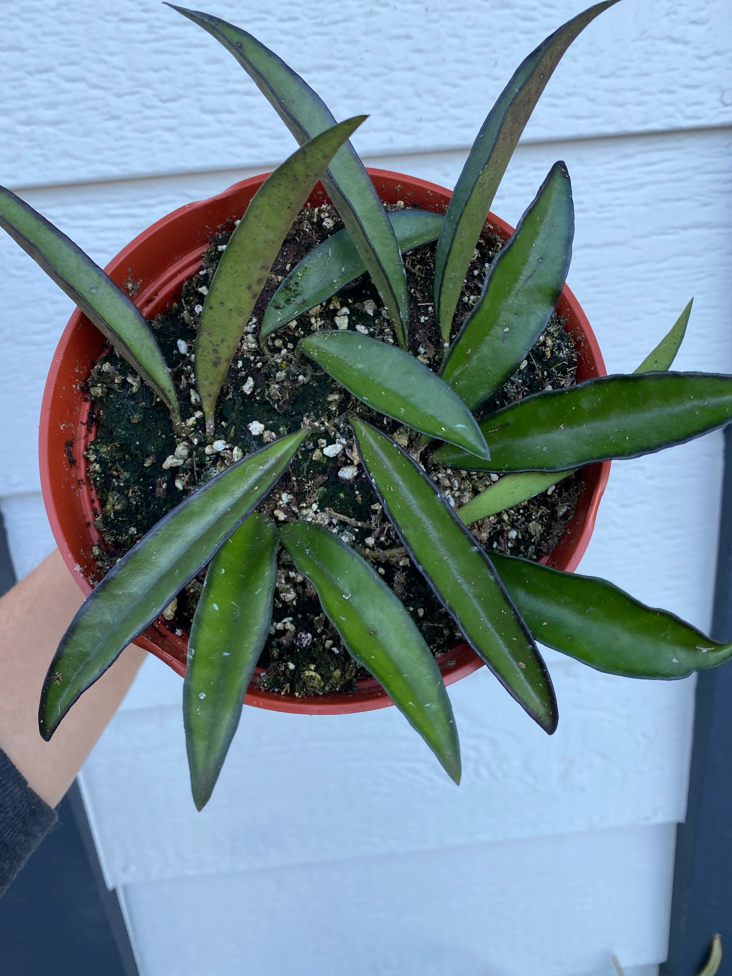 Hoya Wayetii - Image 5
