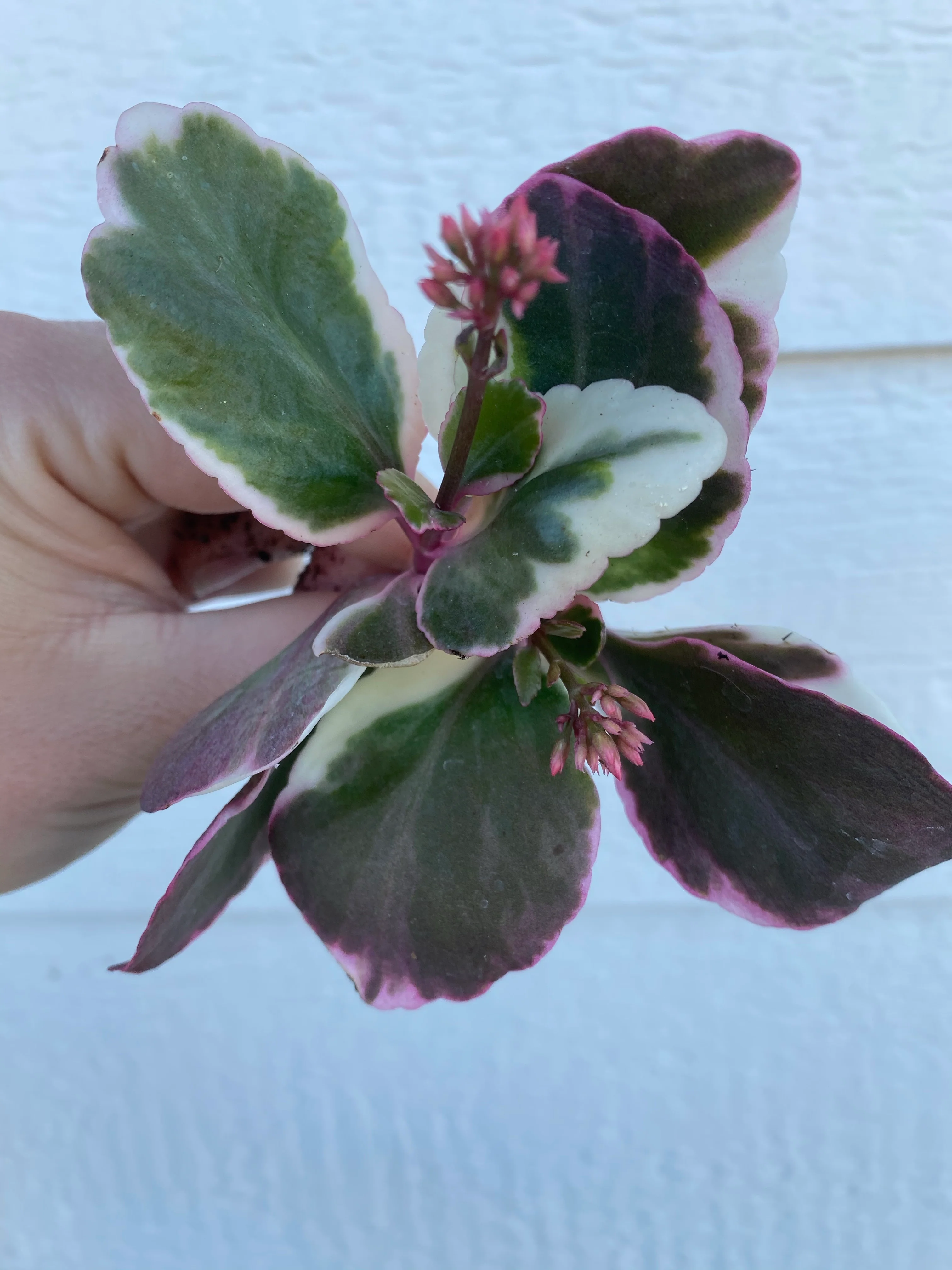 Kalanchoe Blossfeldiana Variegata - Image 3
