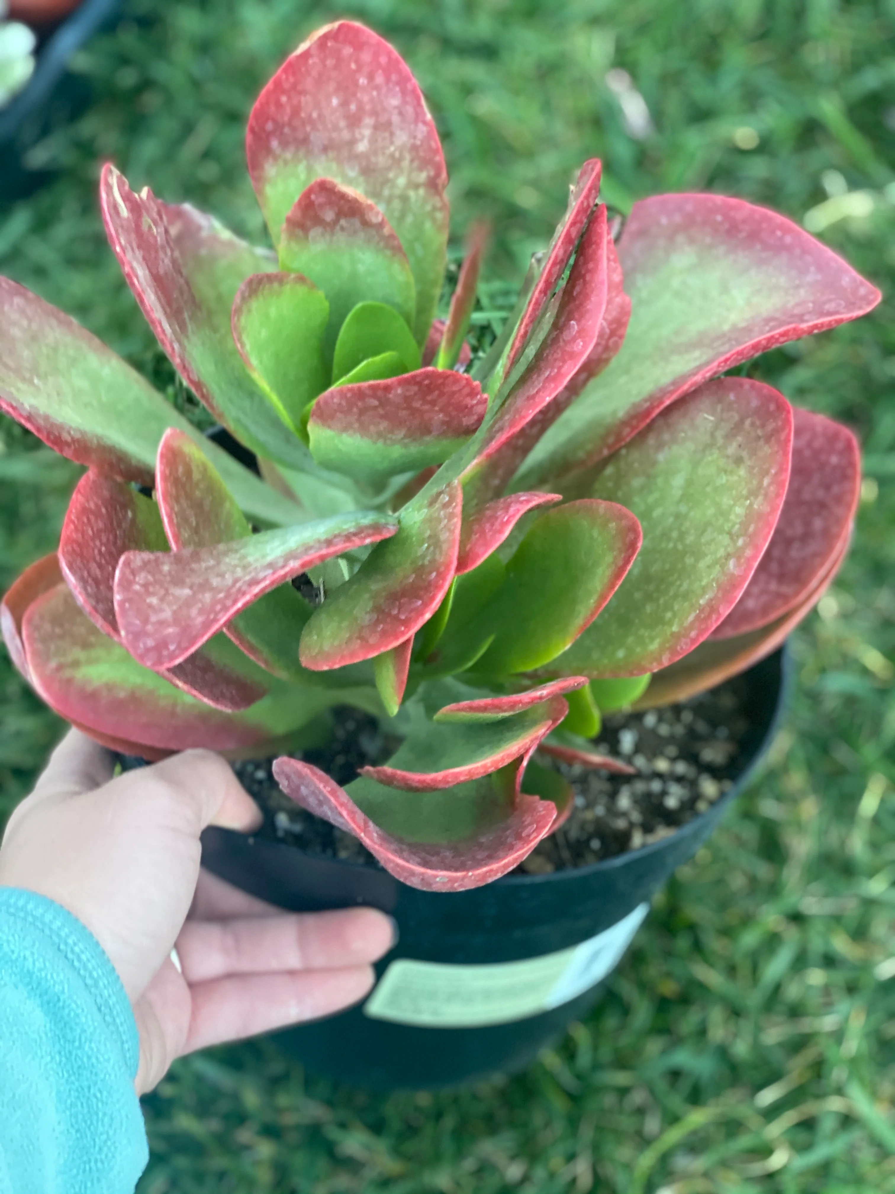 Kalanchoe Dragonfire PP30694 - Image 3