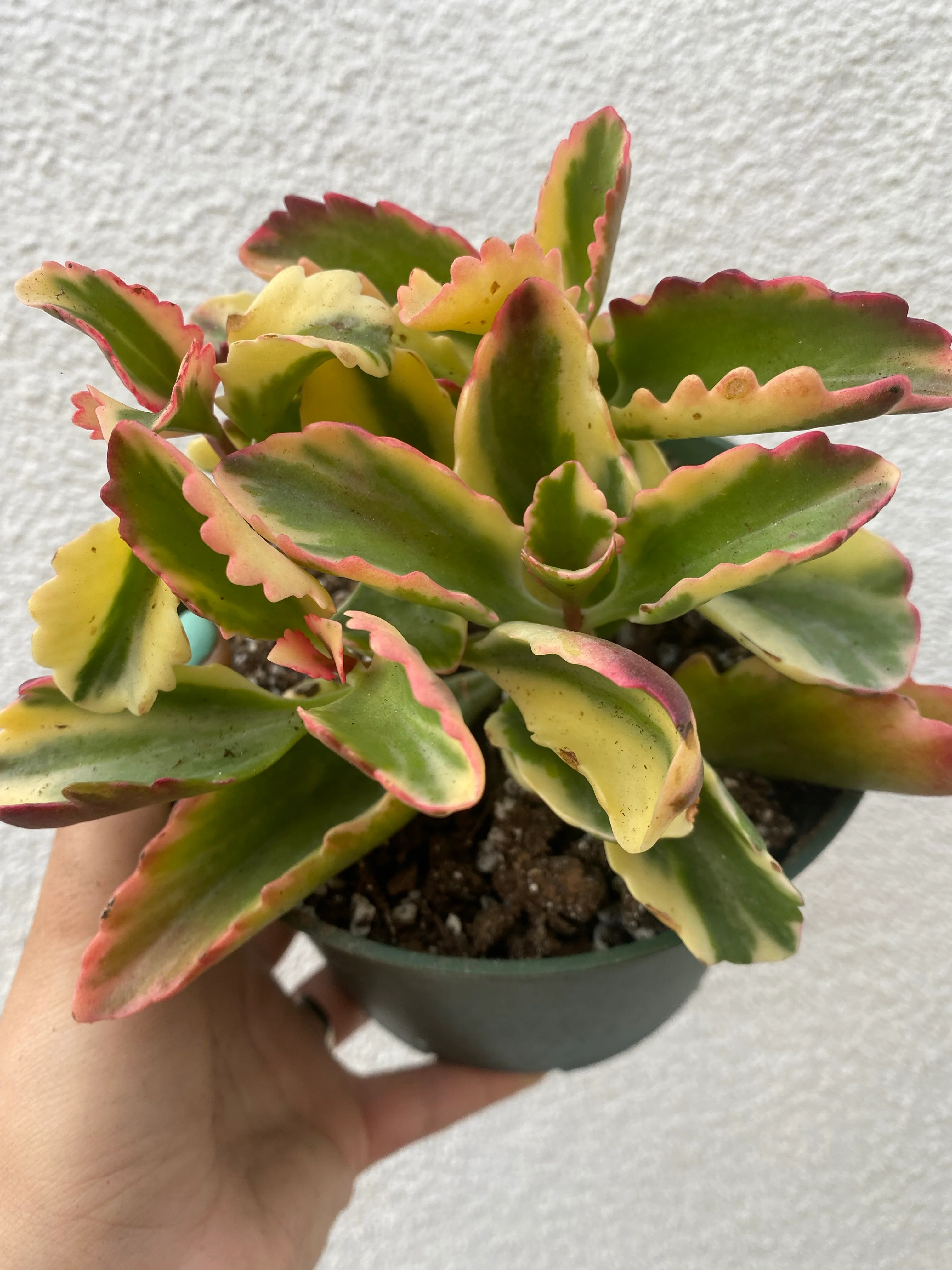 Kalanchoe Fire Rainbow - Image 2