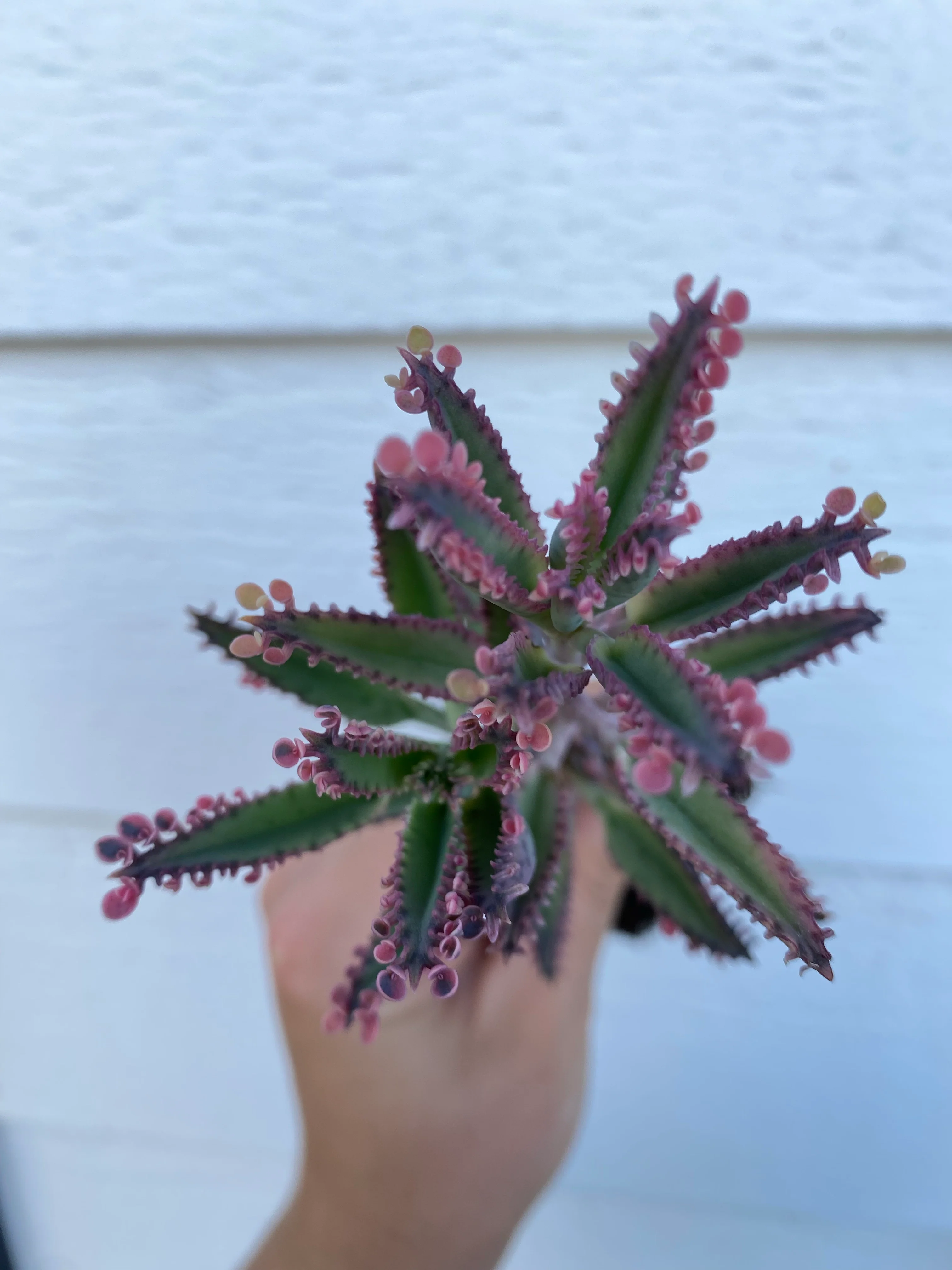 Kalanchoe Pink Butterfly - Image 3