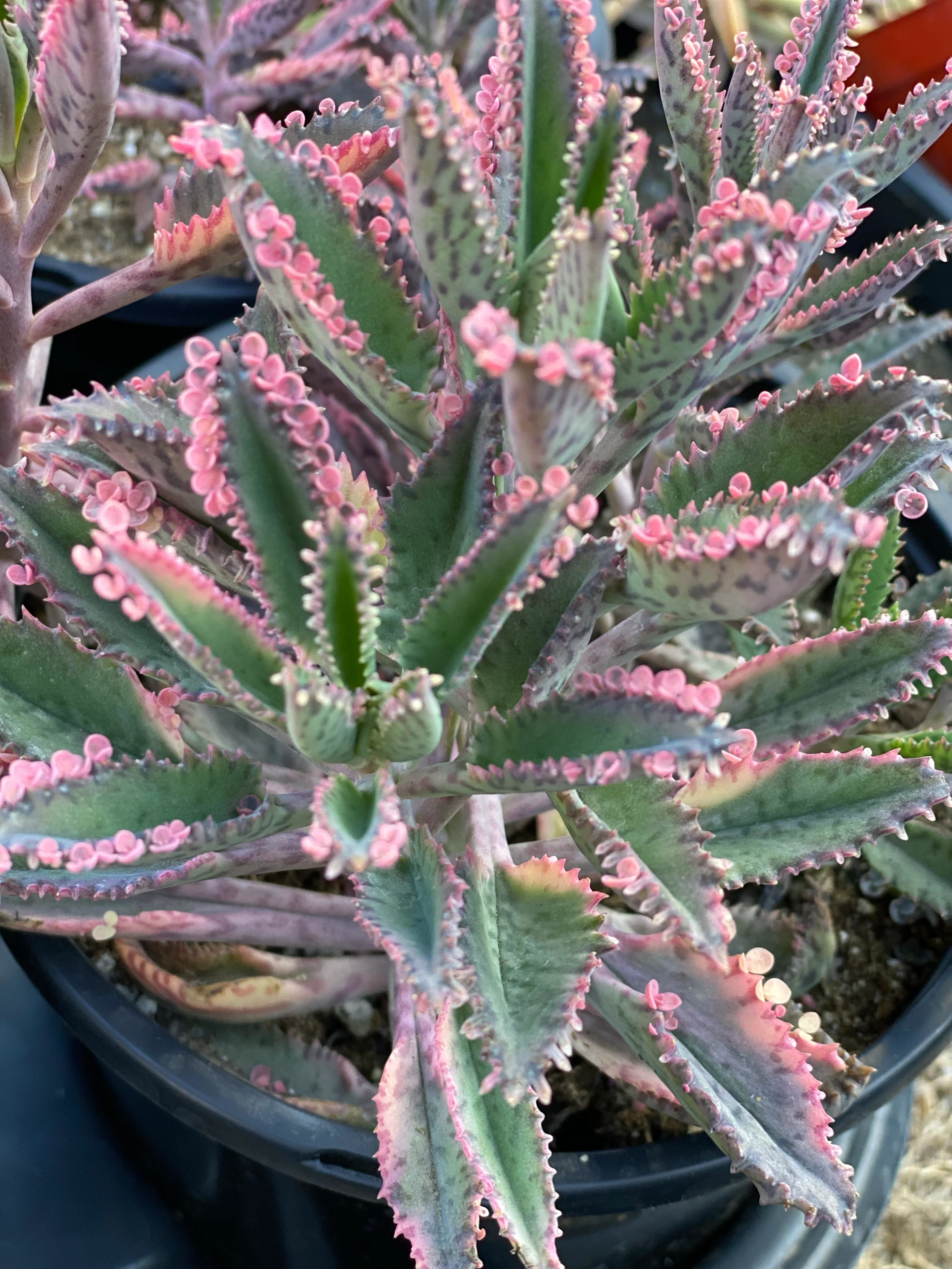 Kalanchoe Pink Butterfly - Image 4