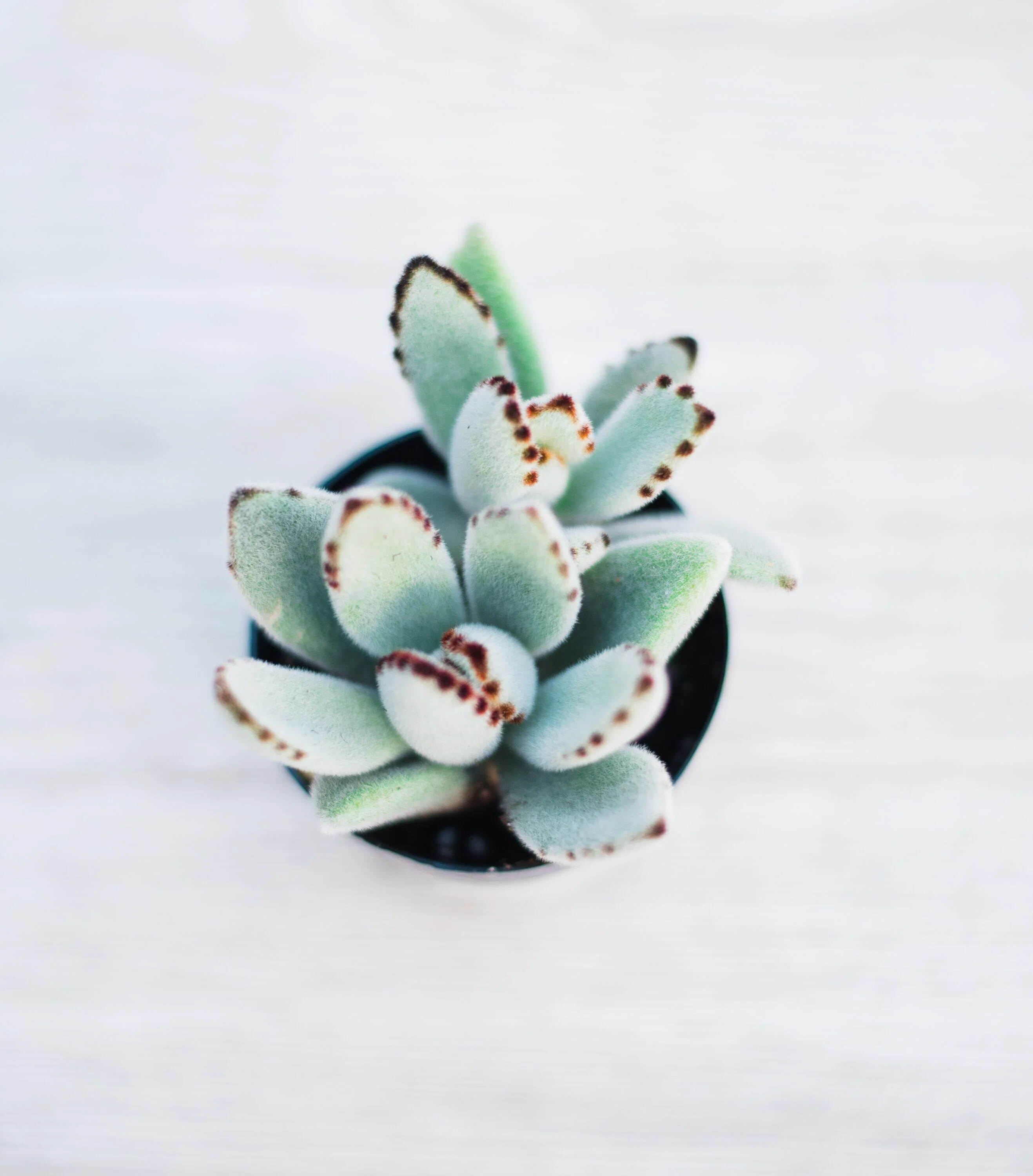 Kalanchoe Tomentosa (Light Panda Plant)