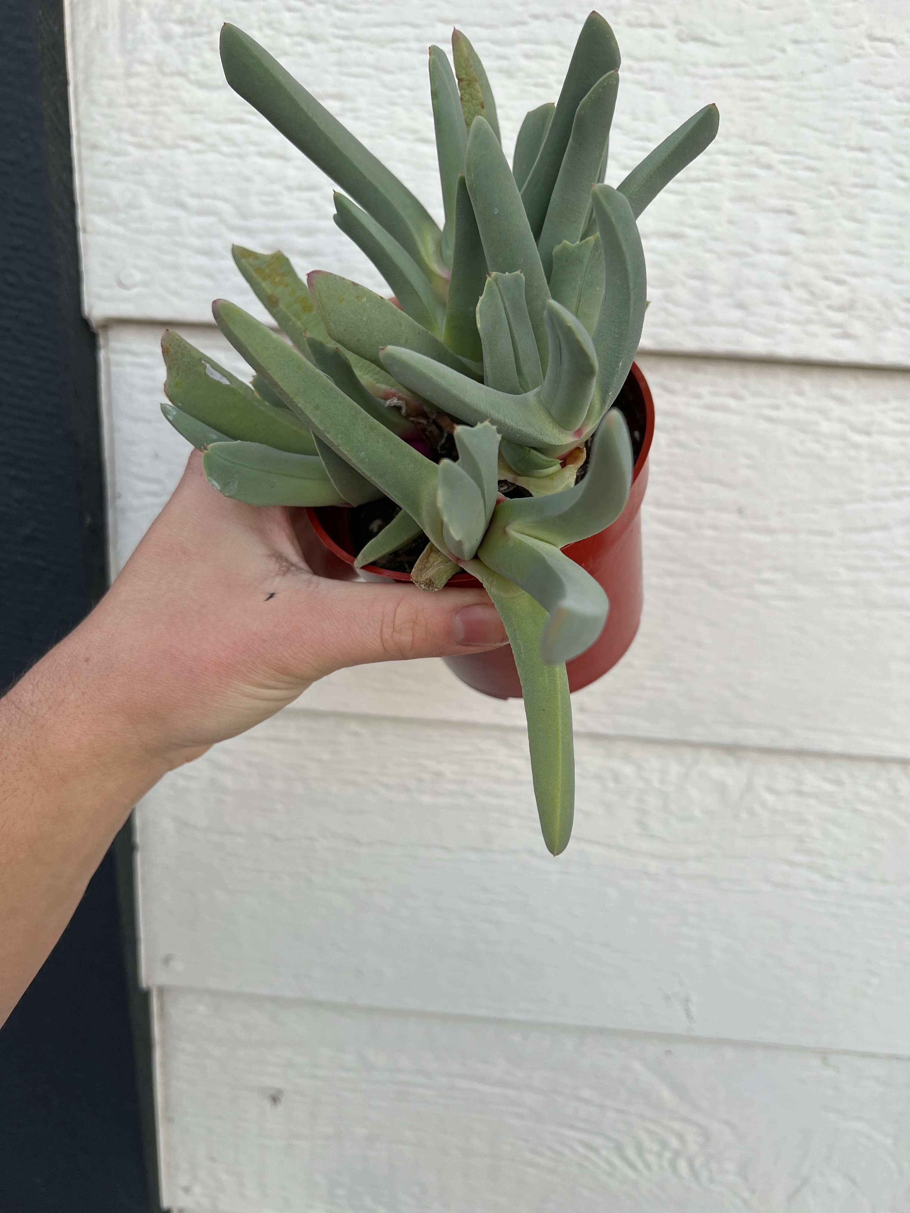 Lobster Claw Plant (Cheiridopsis Candidissima) - Image 3